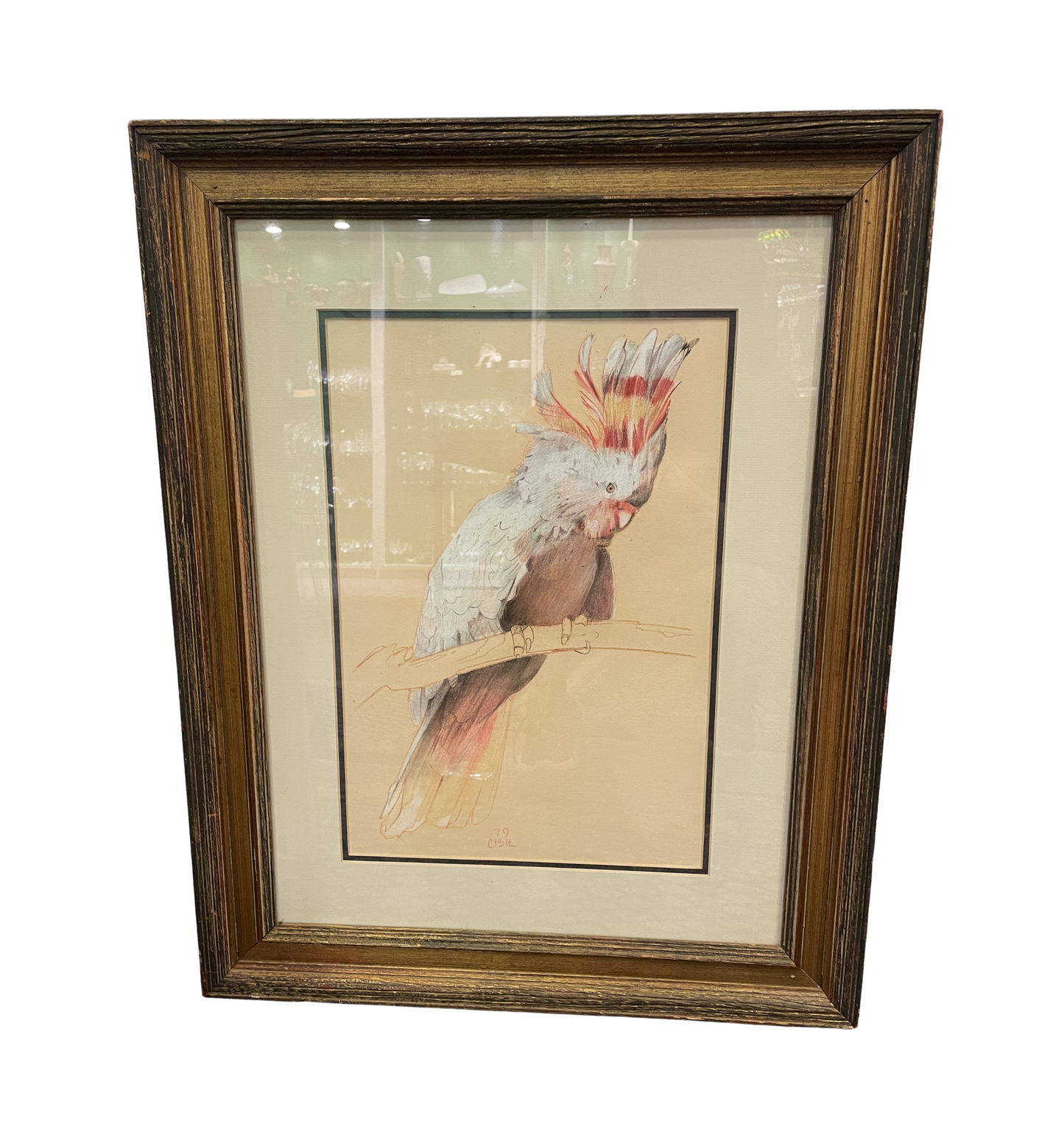 Cockatoo Watercolor signed Cisie (0GF00X)