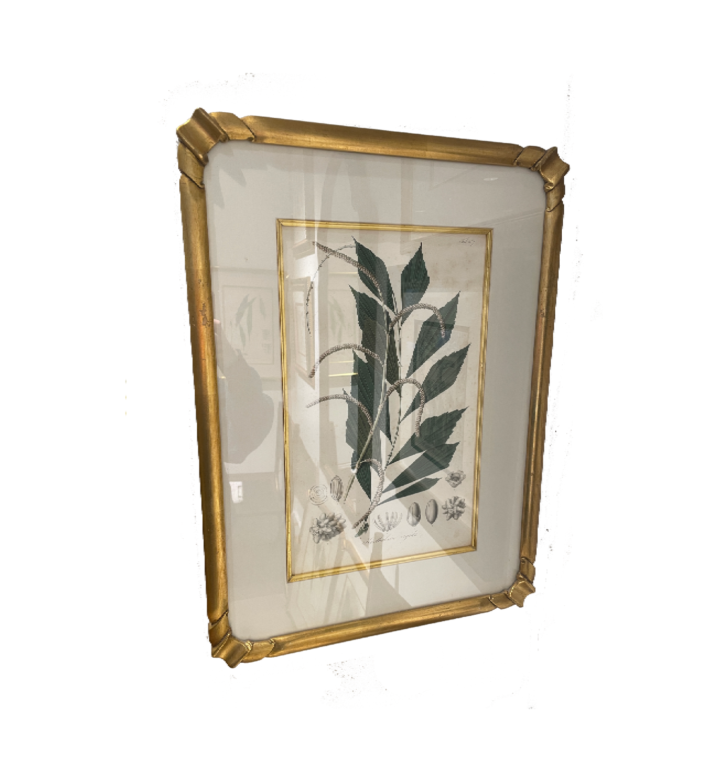 Antique Botanical, Framed and Hand Colored Korthalsia Rigida, AS IS (0HP015)