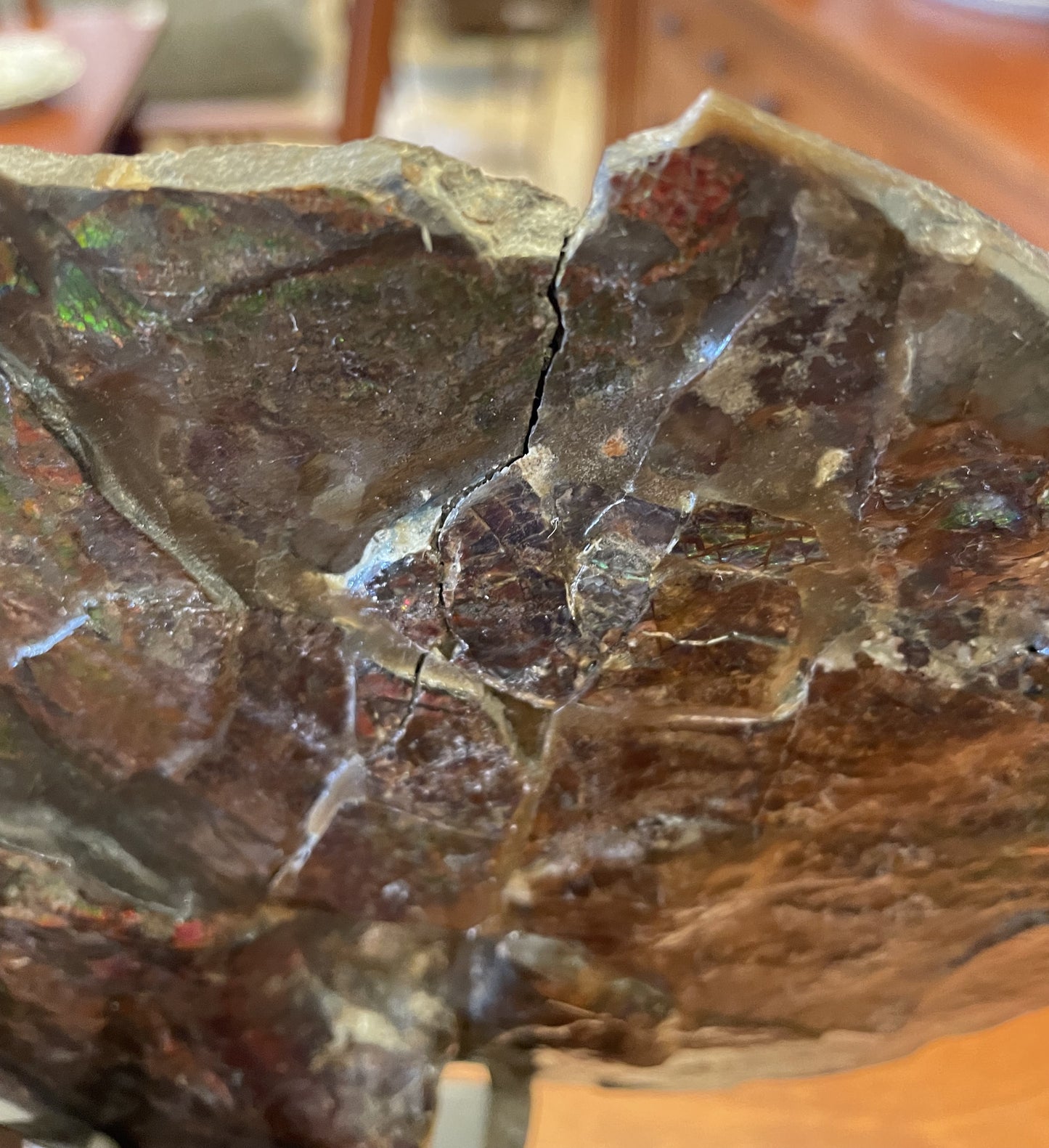 Canadian Ammonite Fossil on Stand (JXBT9B)