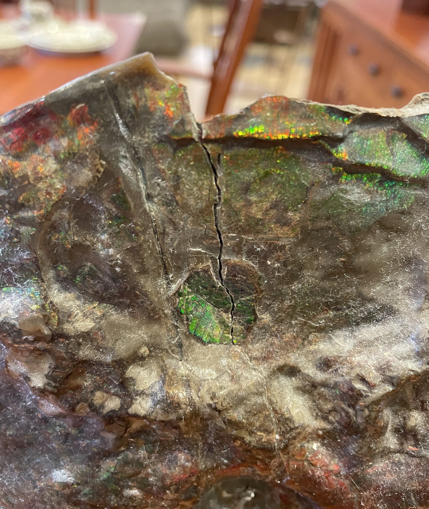 Canadian Ammonite Fossil on Stand (JXBT9B)