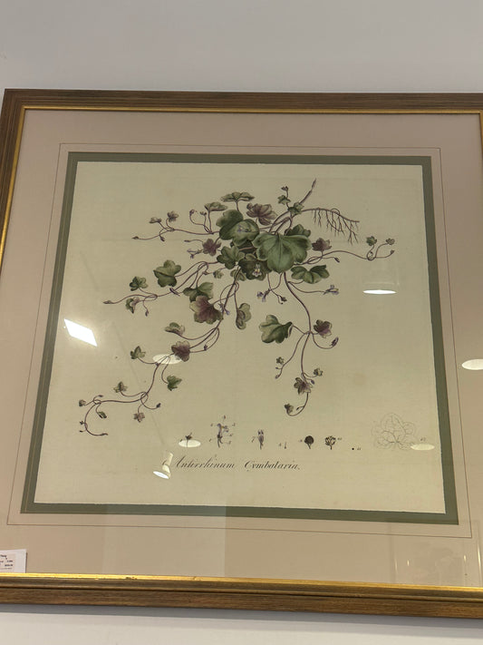 Soicher Marin Botanical (21063)