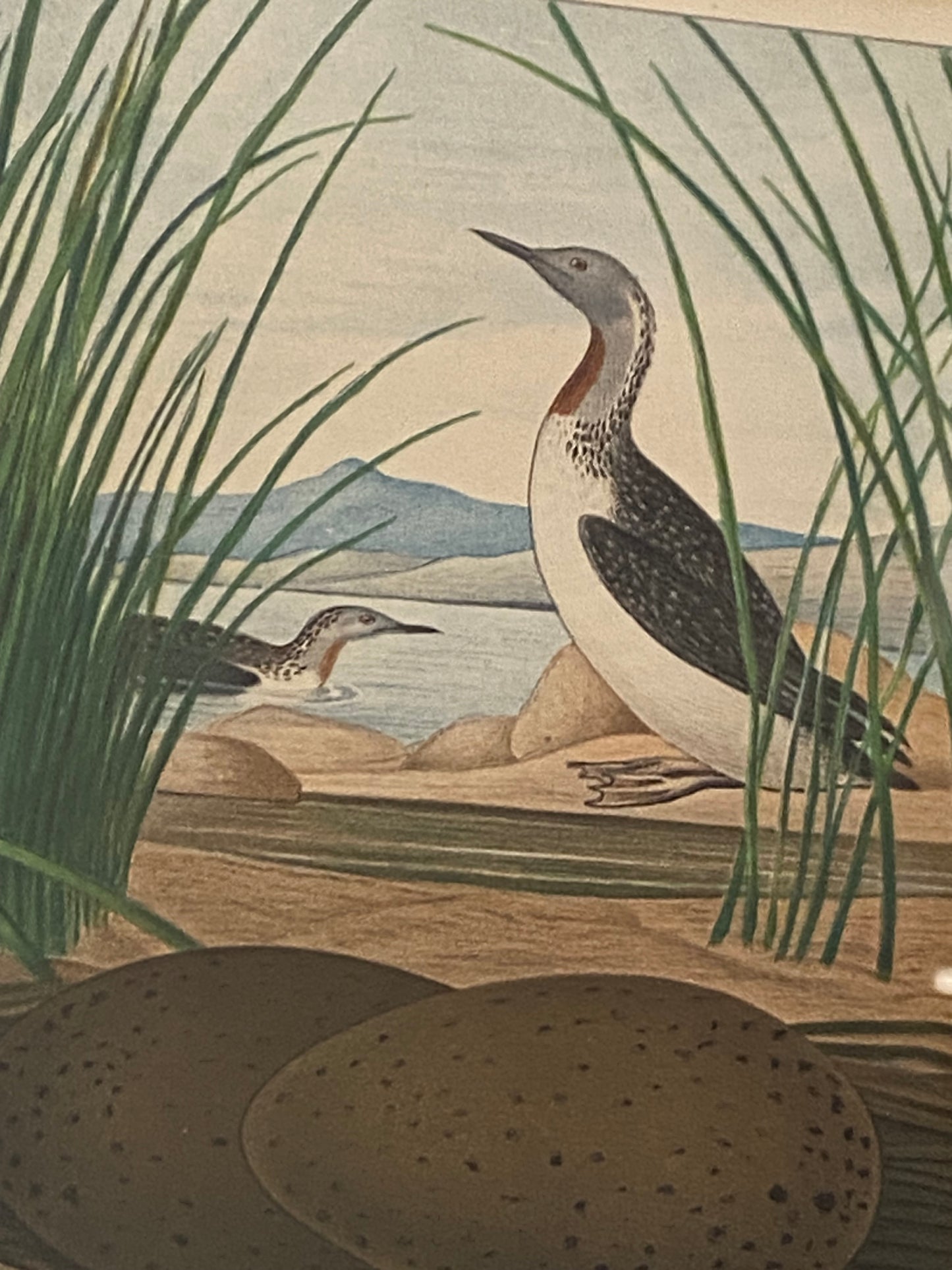 Audubon Octavo Red Diver (17410)