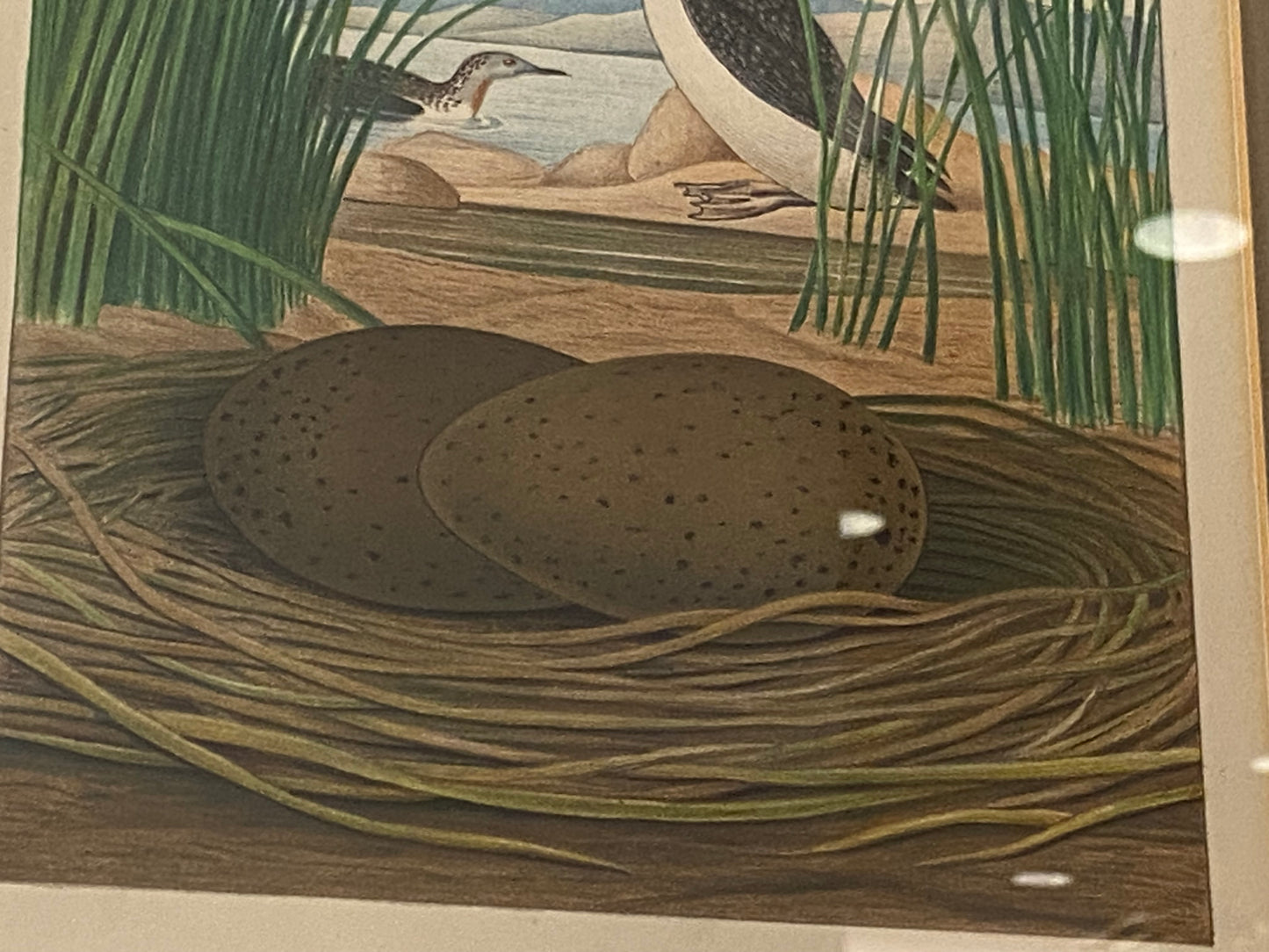 Audubon Octavo Red Diver (17410)