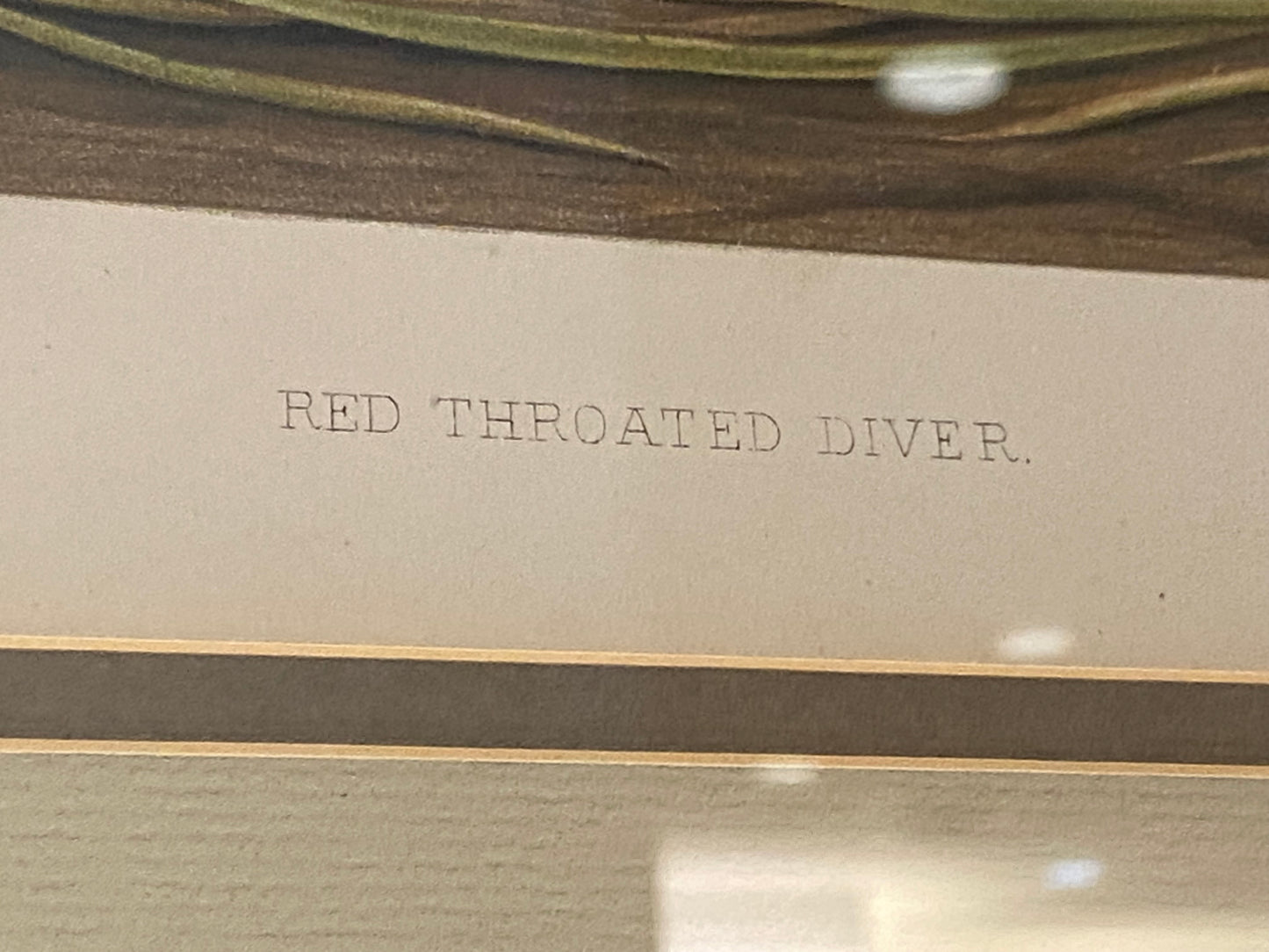 Audubon Octavo Red Diver (17410)