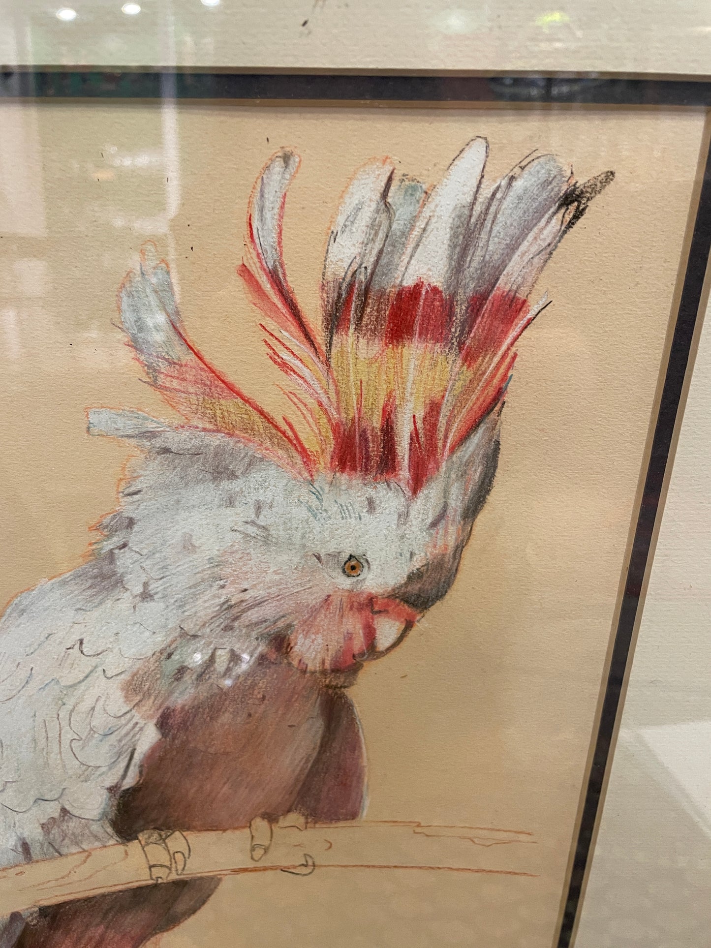 Cockatoo Watercolor signed Cisie (0GF00X)