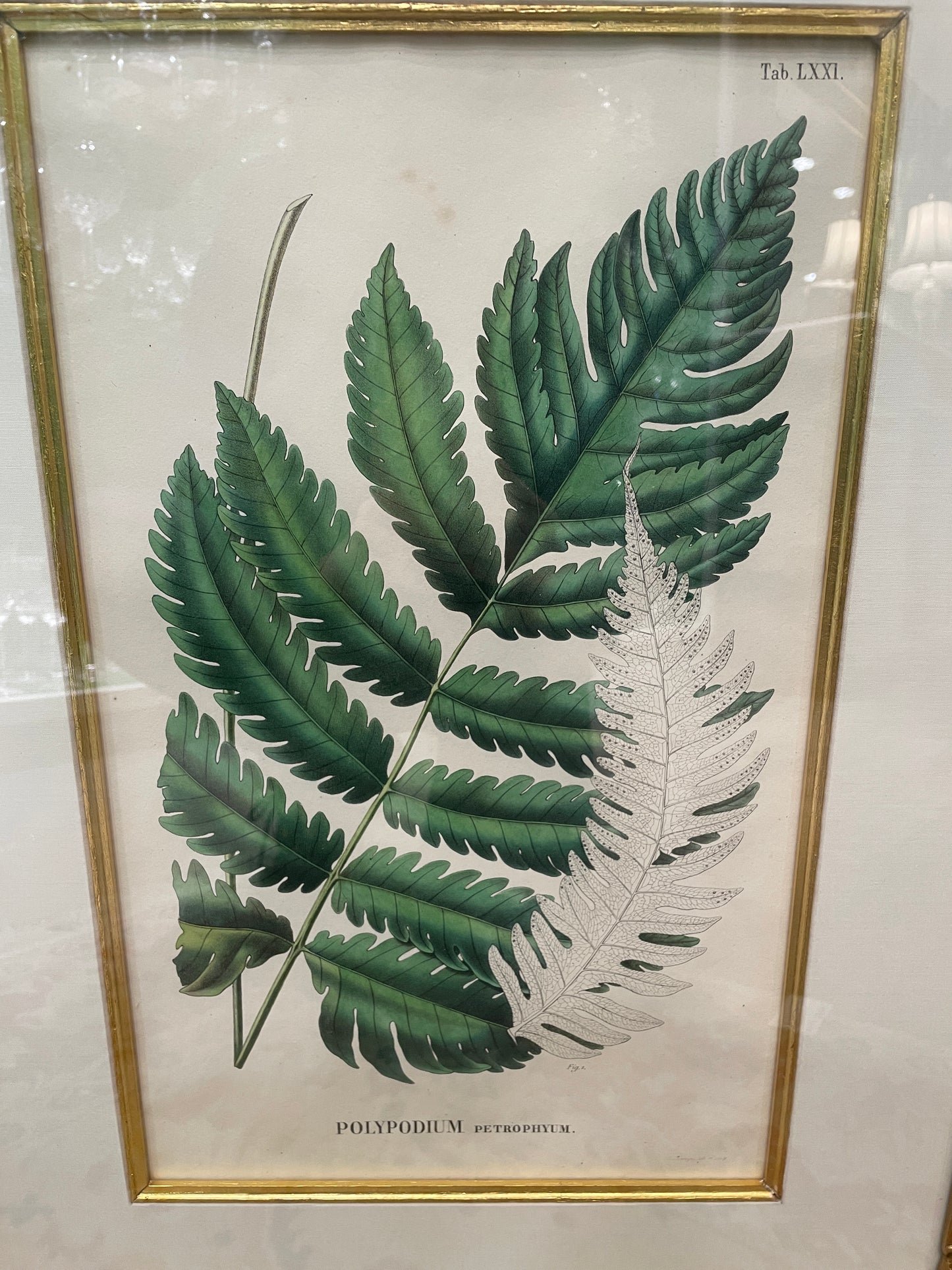 Antique Botanical, Framed and Hand Colored Petrophyum, AS IS (0HP015)