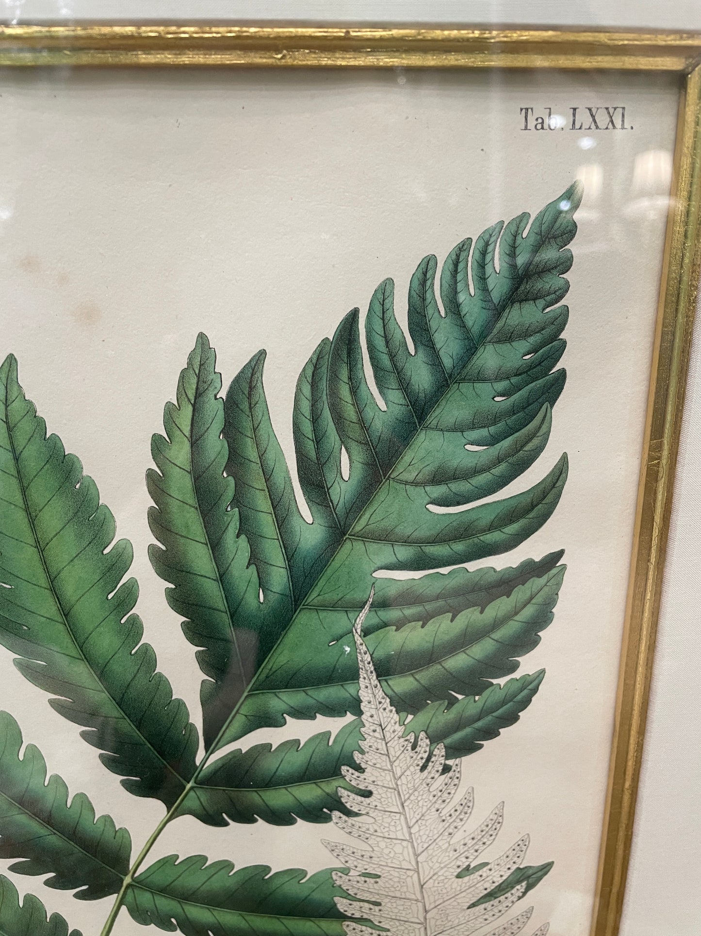 Antique Botanical, Framed and Hand Colored Petrophyum, AS IS (0HP015)