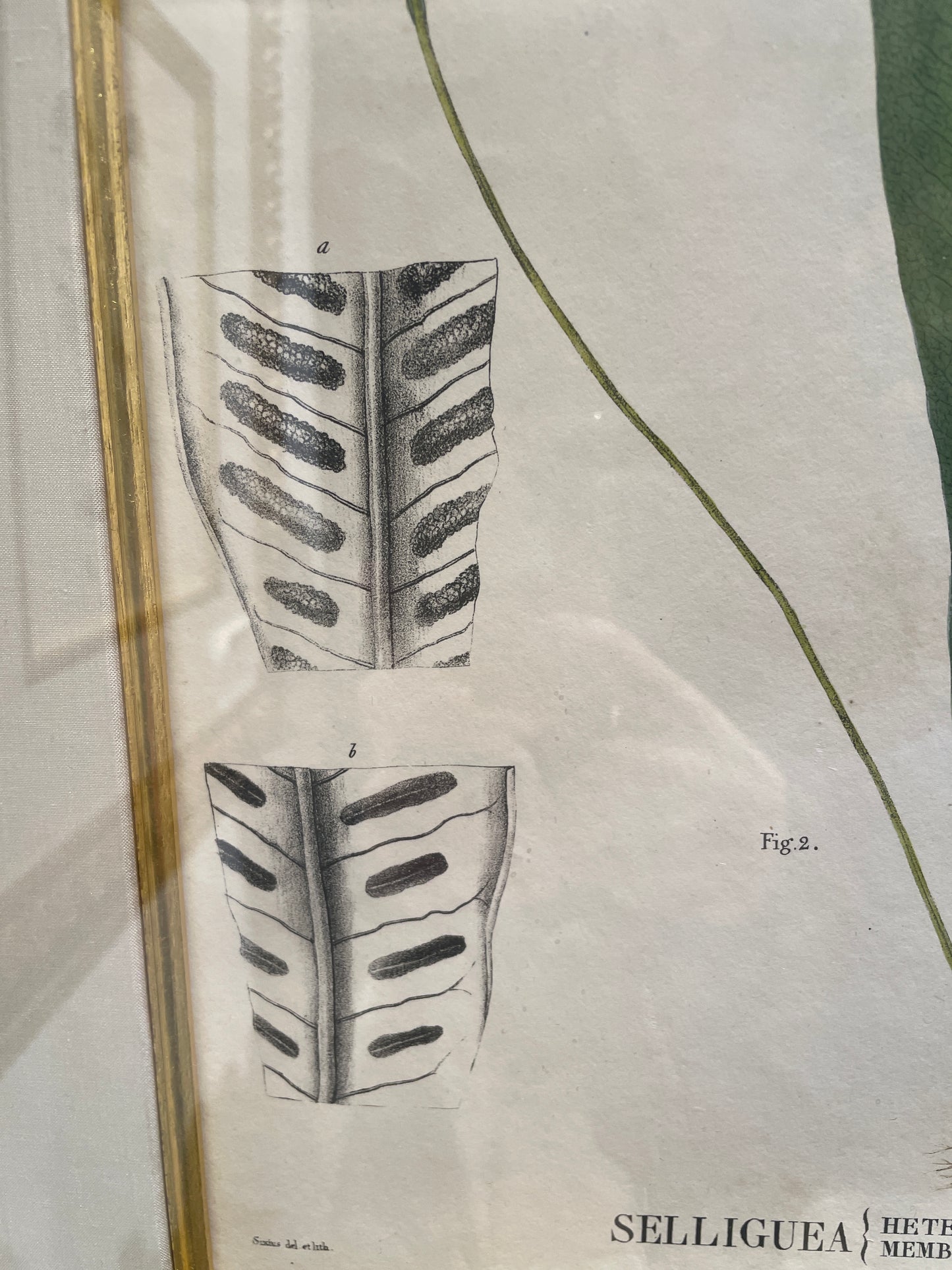 Antique Botanical, Framed and Hand Colored Heterocarpa and Membranacea, AS IS (0HP015)