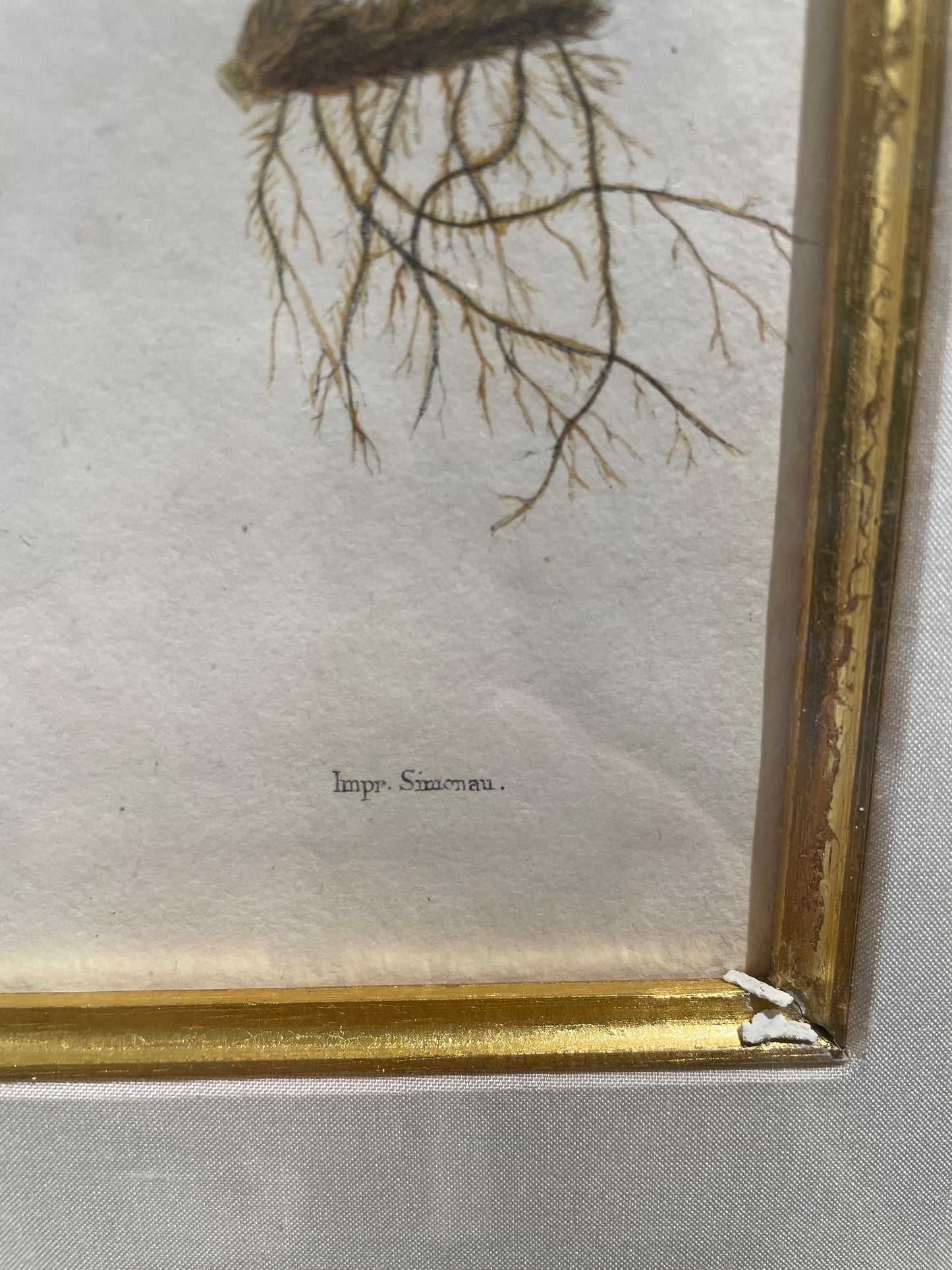 Antique Botanical, Framed and Hand Colored Heterocarpa and Membranacea, AS IS (0HP015)