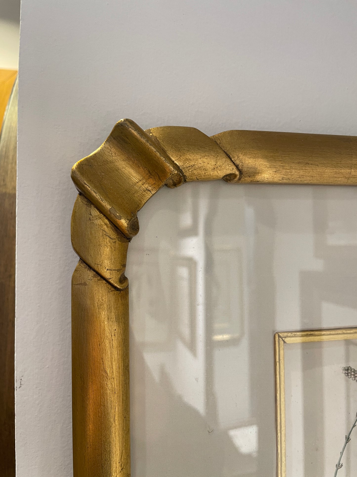 Antique Botanical, Framed and Hand Colored Korthalsia Rigida, AS IS (0HP015)