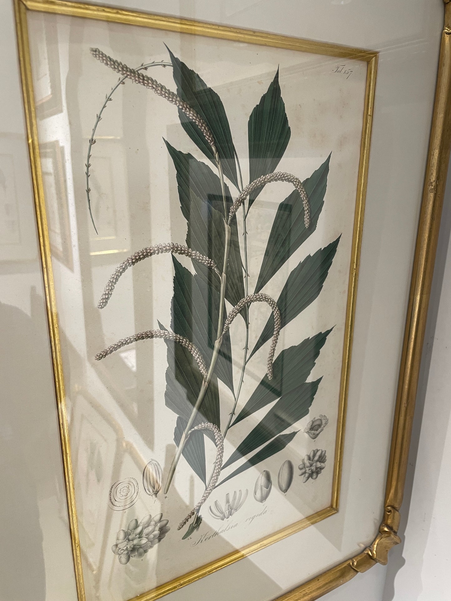 Antique Botanical, Framed and Hand Colored Korthalsia Rigida, AS IS (0HP015)
