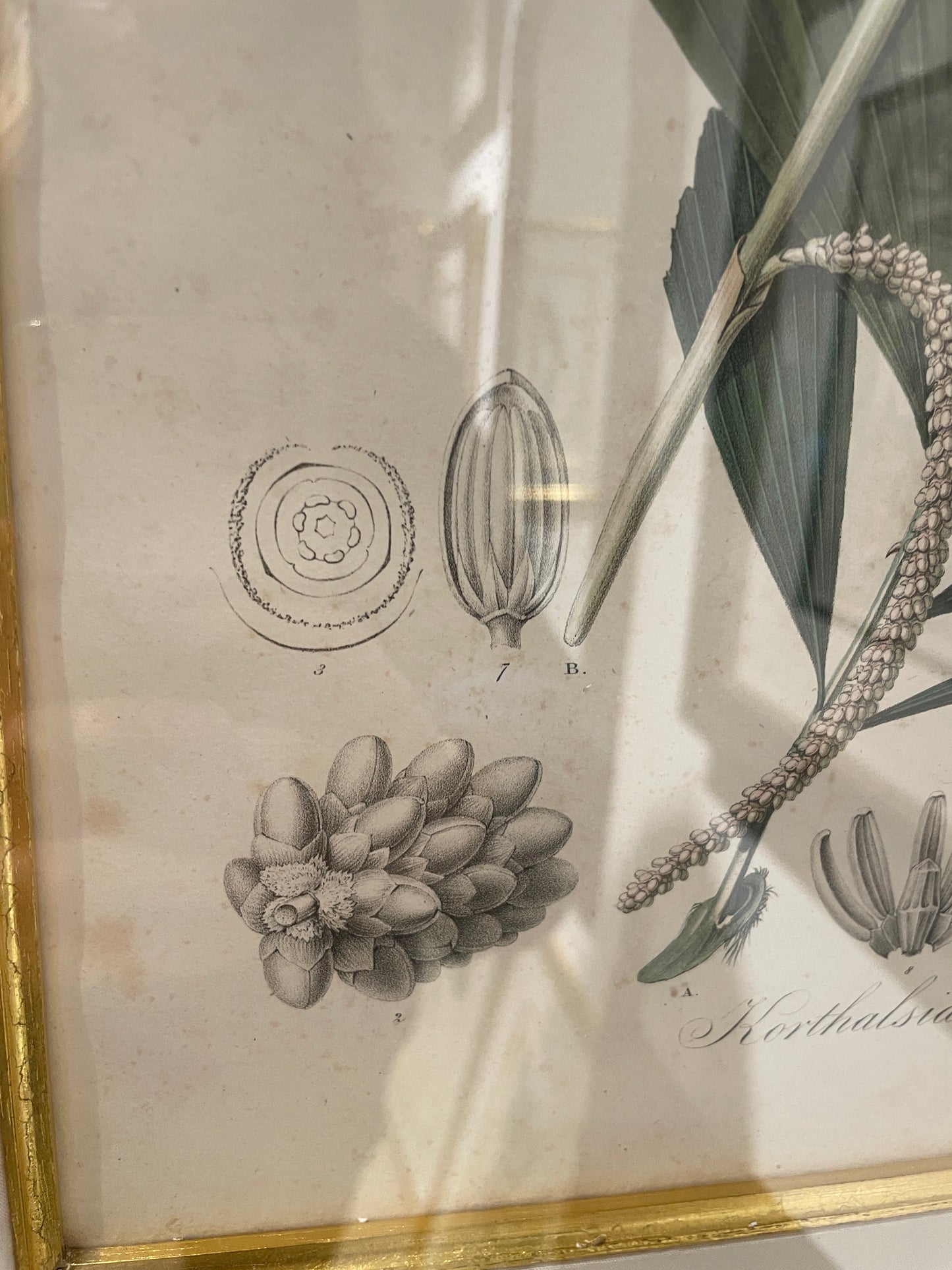 Antique Botanical, Framed and Hand Colored Korthalsia Rigida, AS IS (0HP015)