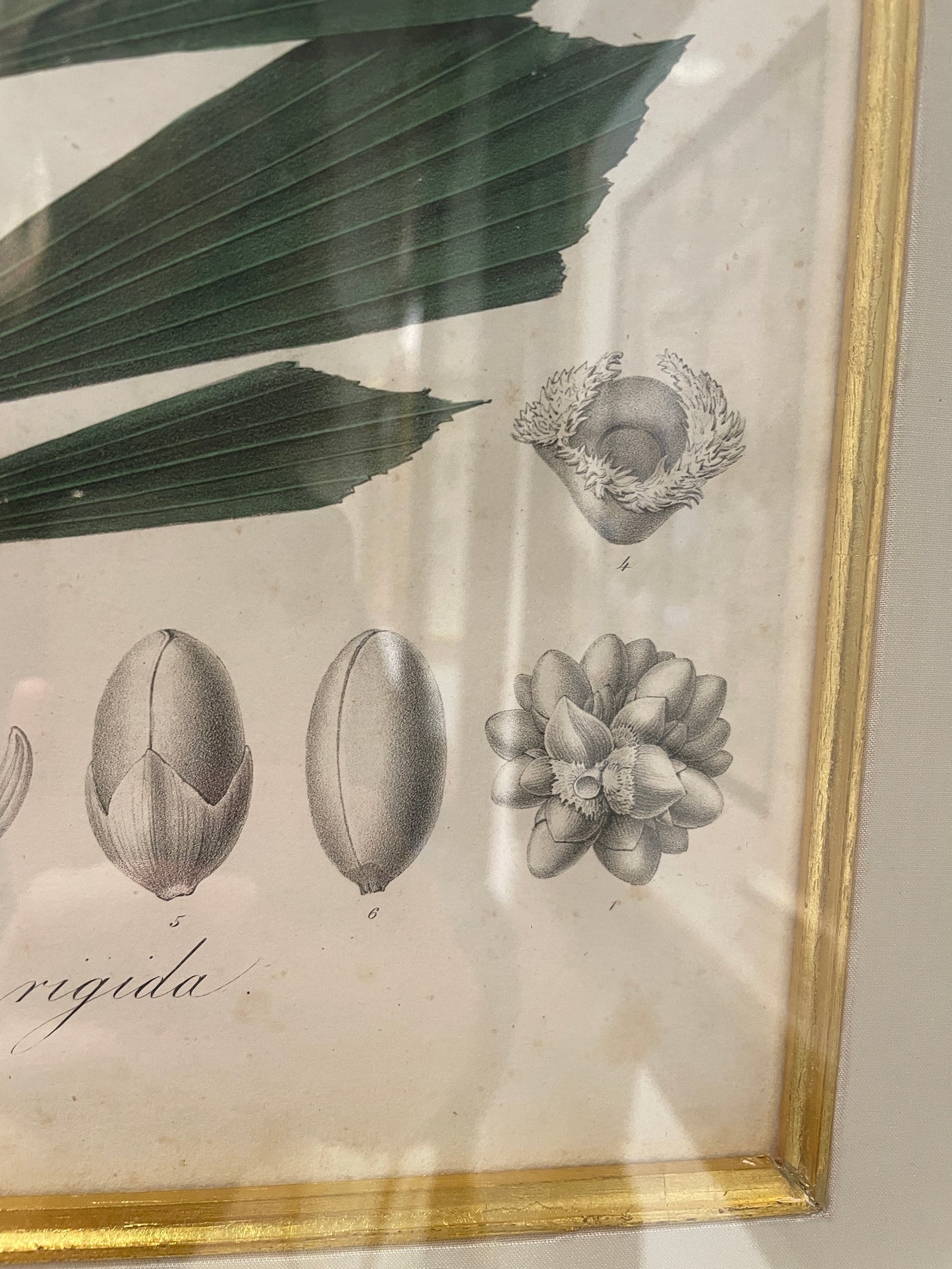 Antique Botanical, Framed and Hand Colored Korthalsia Rigida, AS IS (0HP015)