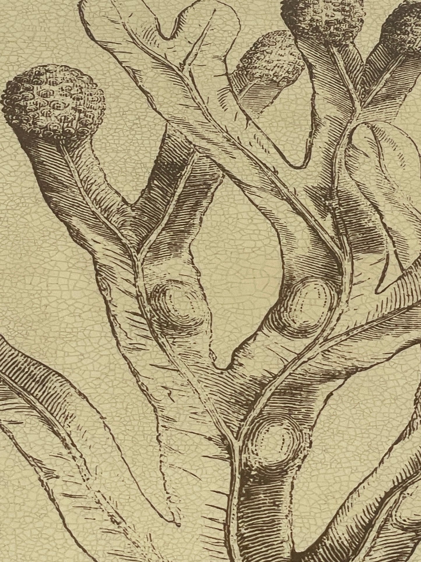 CAI Botanical Style prints, set of 4 (0E6008)