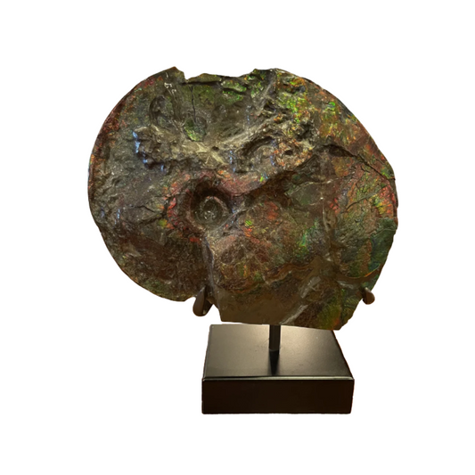 Canadian Ammonite Fossil on Stand (JXBT9B)