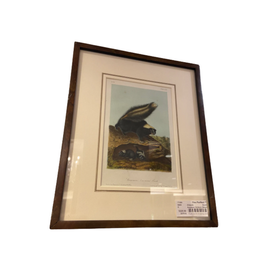 Audubon Octavo Skunk (17409)