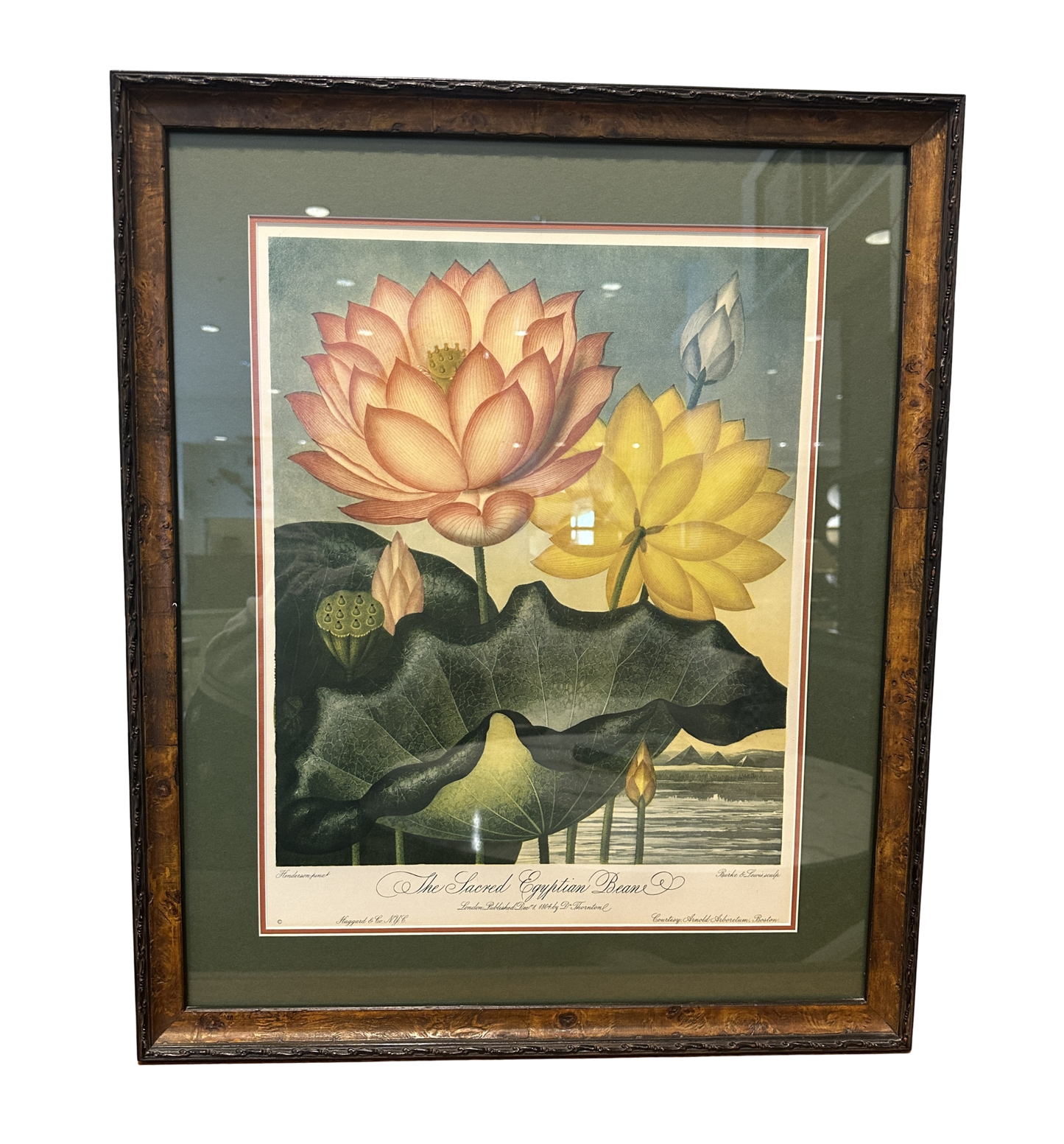 The Sacred Egyptian Bean Print Custom Framed (03T00M)