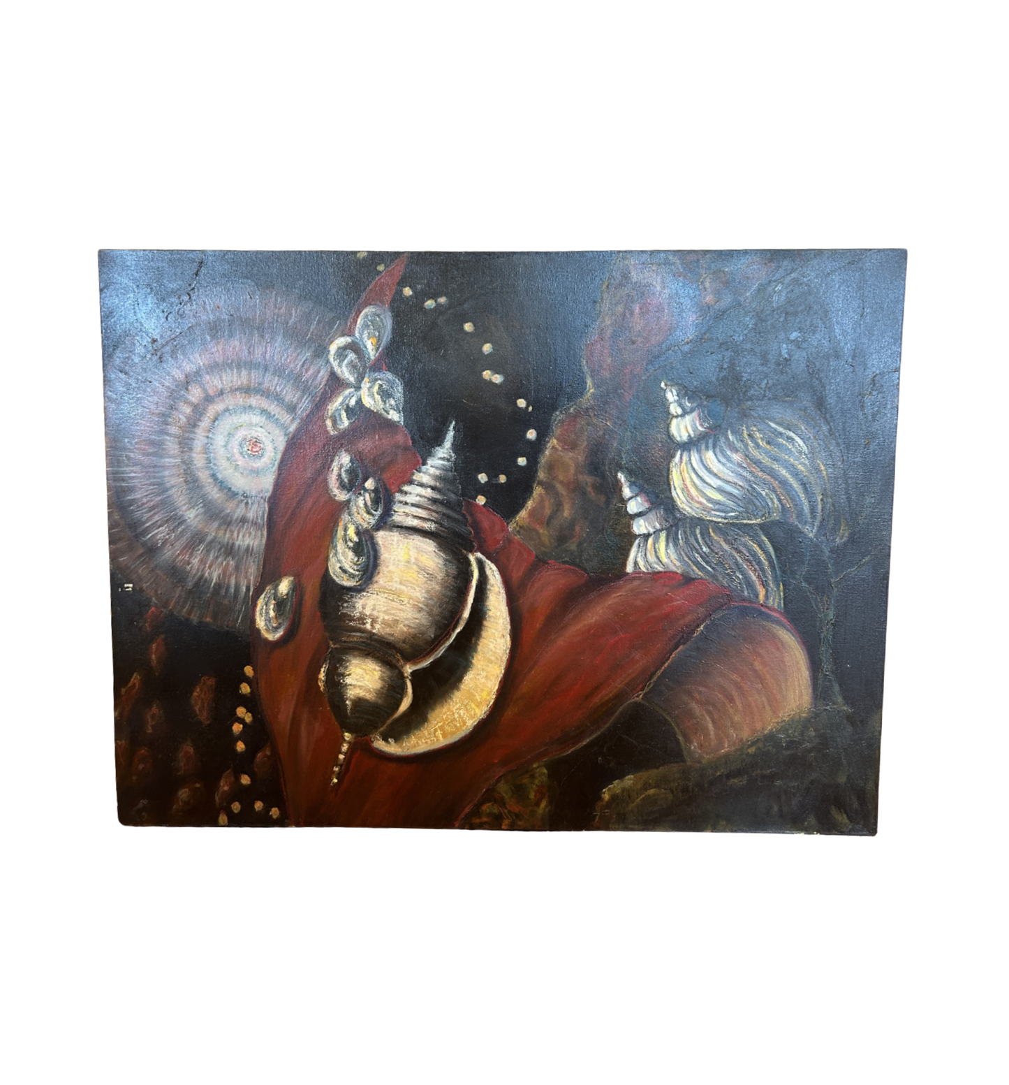 J. Drury Seashells (0KY00A)