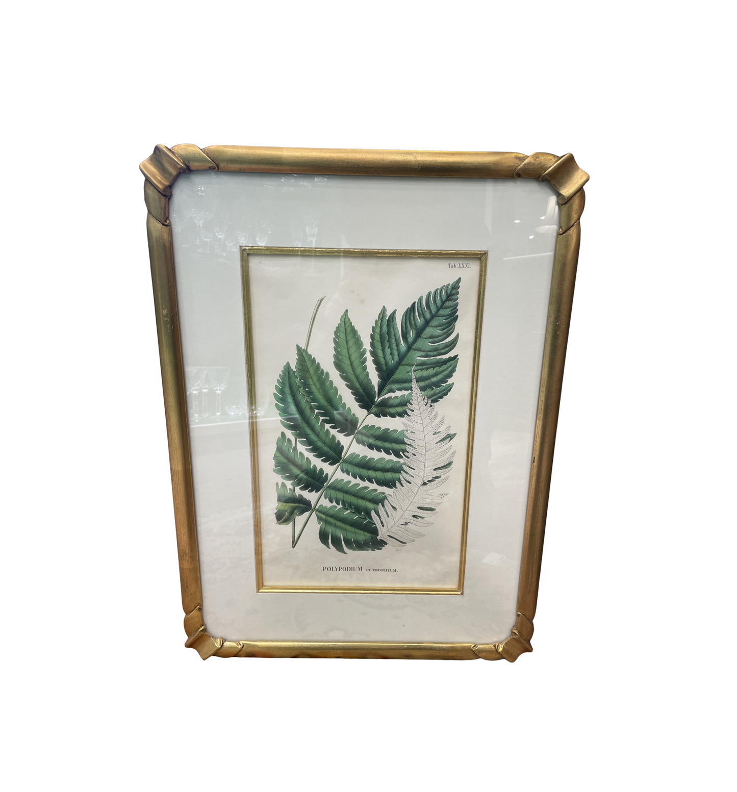 Antique Botanical, Framed and Hand Colored Petrophyum, AS IS (0HP015)