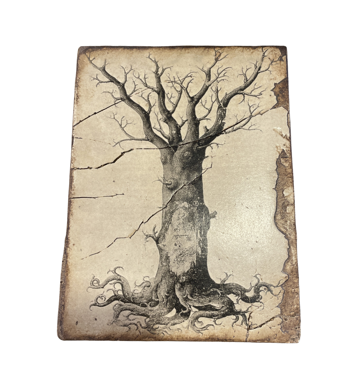 Sid Dickens T125 Tree (0QP00K)