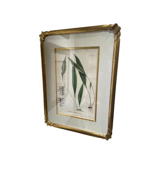Antique Botanical, Framed and Hand Colored Heterocarpa and Membranacea, AS IS (0HP015)