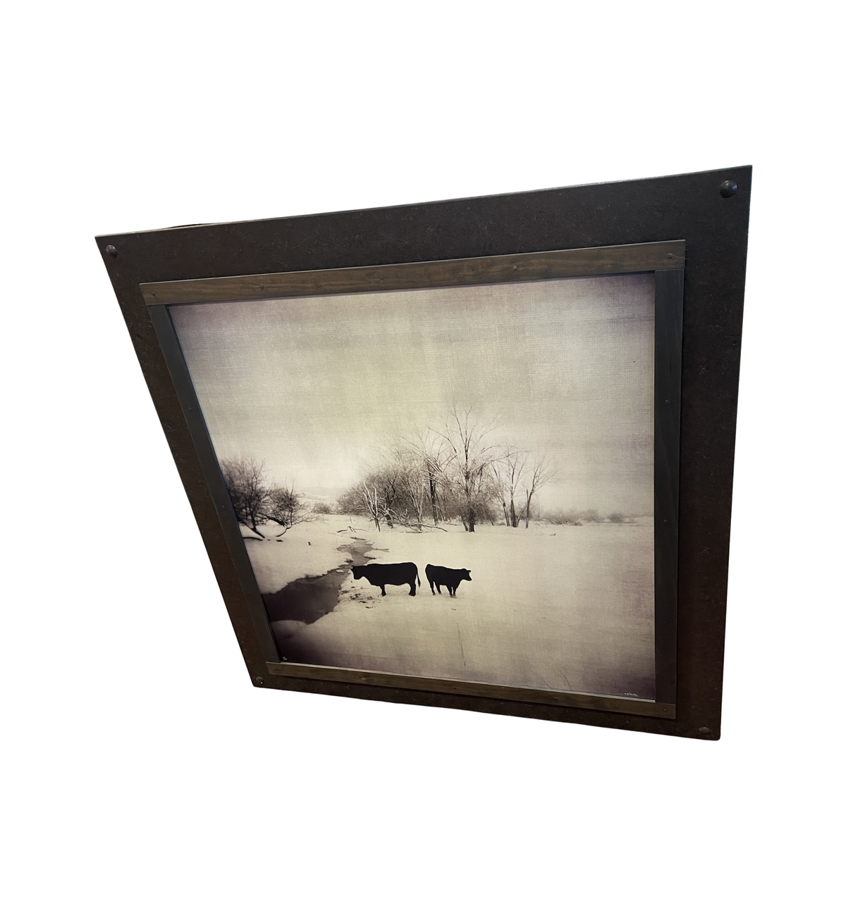 Robert Cholke Cow Photo, framed (0PQ010)