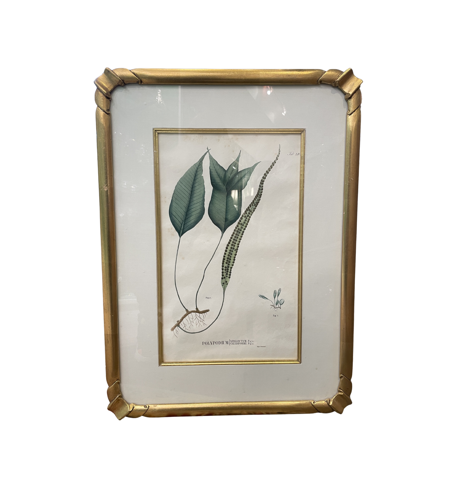Antique Botanical, Framed and Hand Colored Neglectum and Caudiforme, AS IS (0HP015)