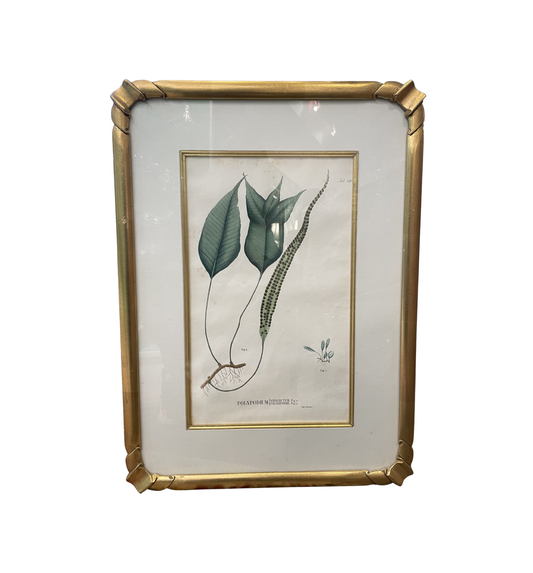 Antique Botanical, Framed and Hand Colored Neglectum and Caudiforme, AS IS (0HP015)
