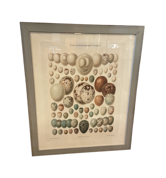 Arhaus Bird's Eggs Print (03T00K)