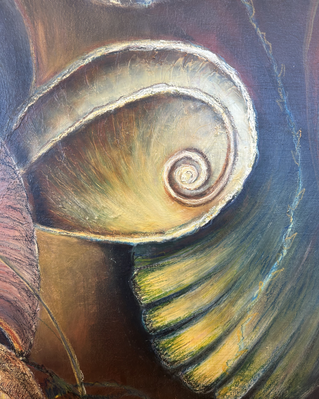 J. Drury Seashells (0KY00B)