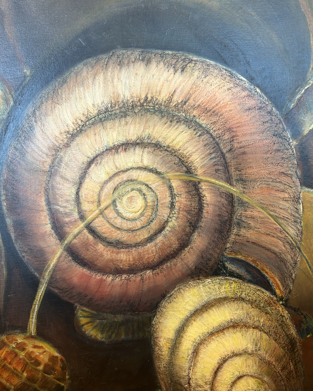 J. Drury Seashells (0KY00B)