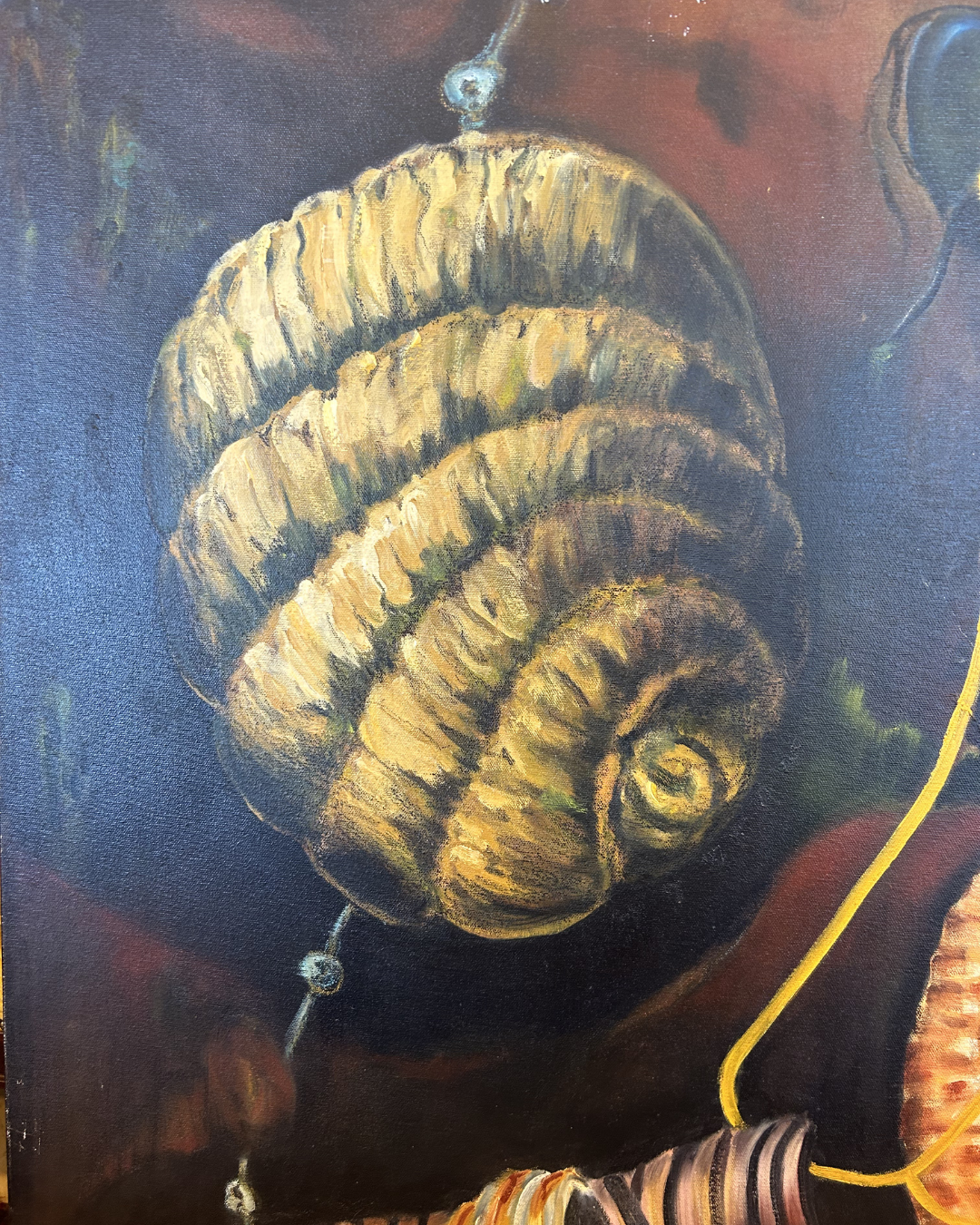 J. Drury Seashells (0KY00C)