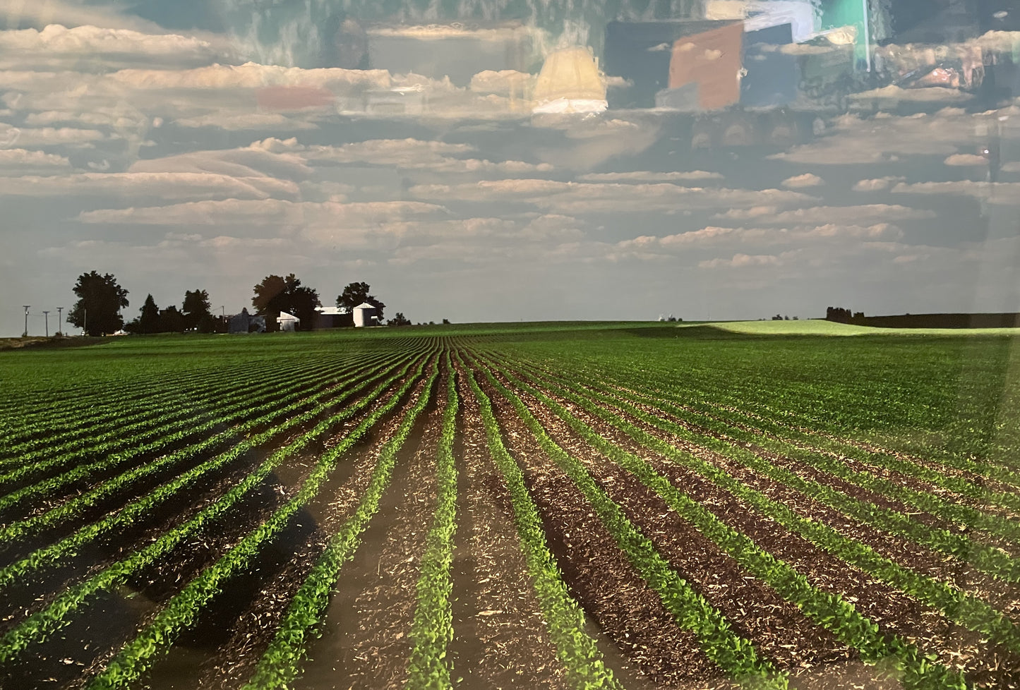 Larry Kanfer "Walking Beans" Photograph (0ND00J)