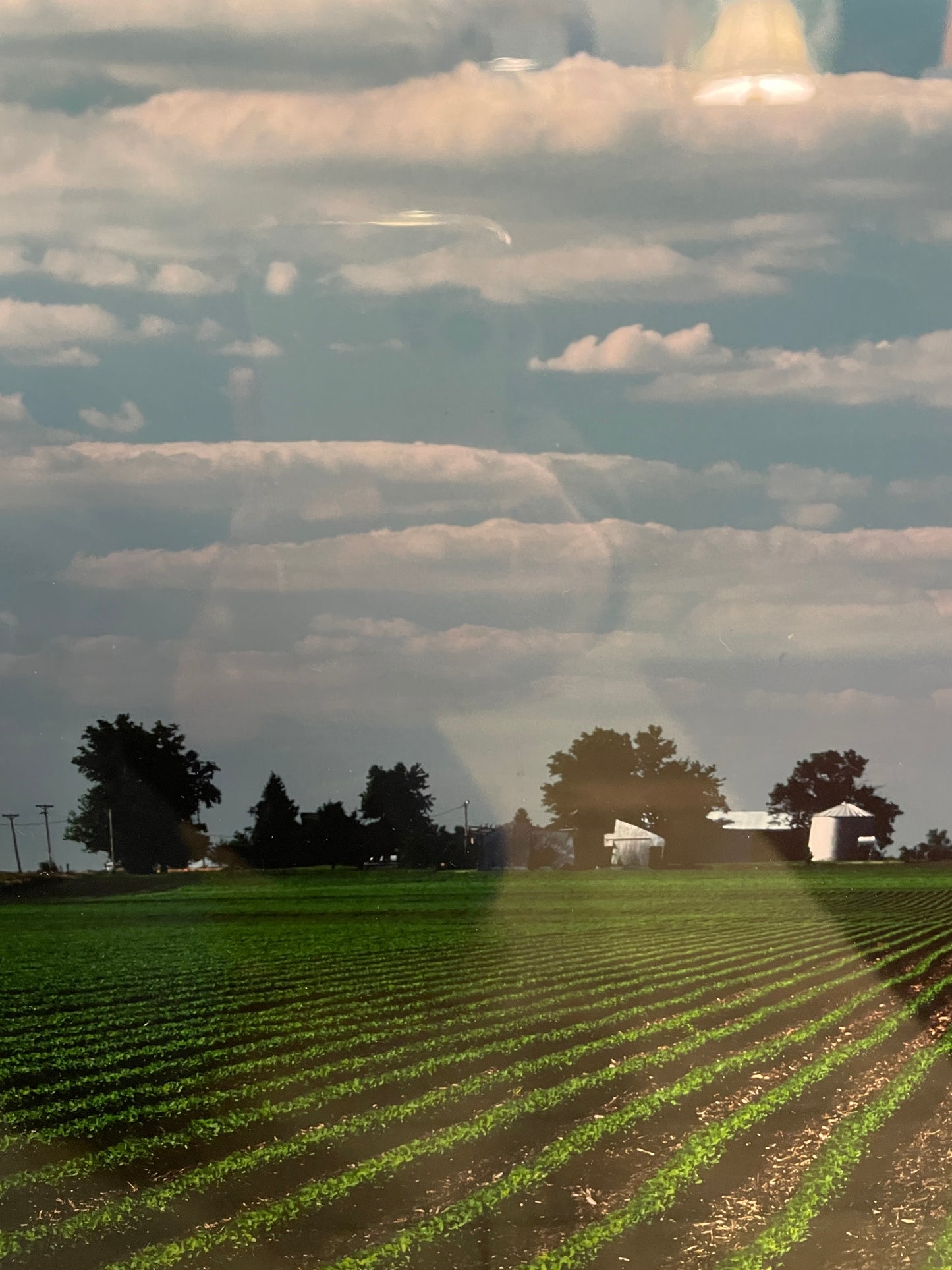 Larry Kanfer "Walking Beans" Photograph (0ND00J)