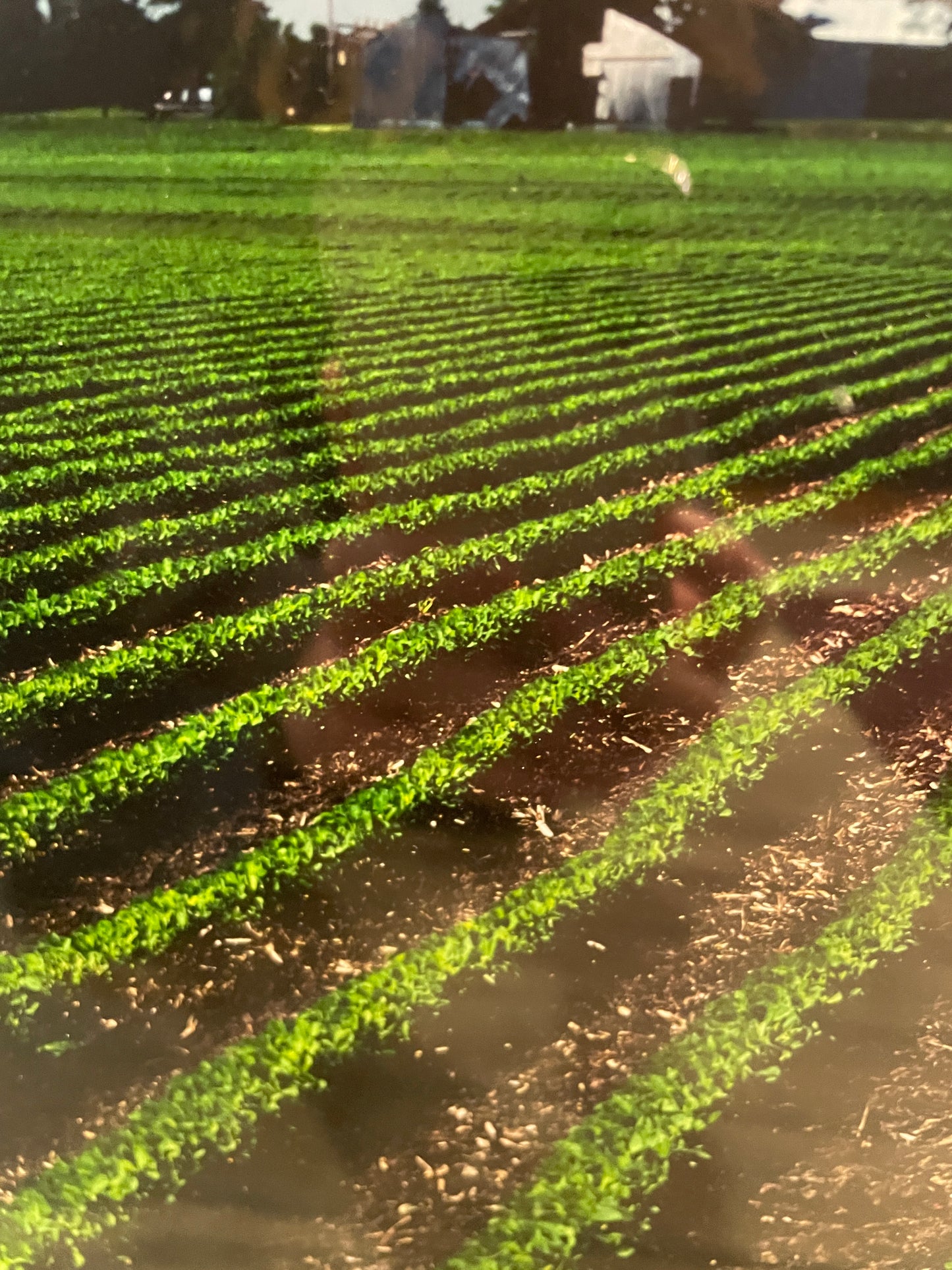 Larry Kanfer "Walking Beans" Photograph (0ND00J)