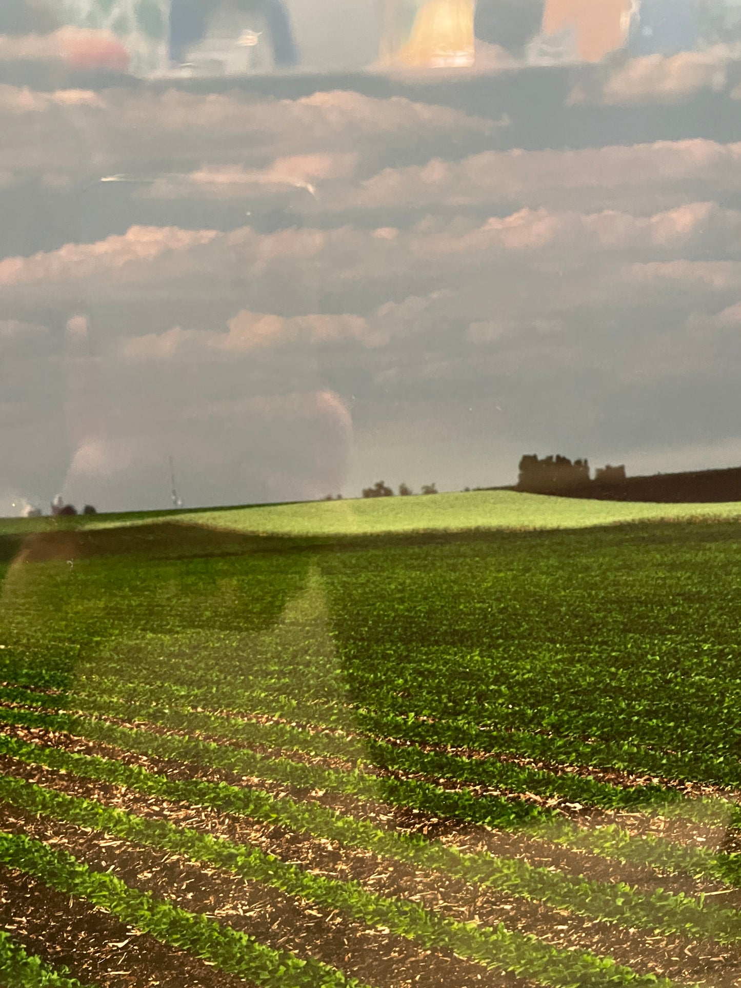Larry Kanfer "Walking Beans" Photograph (0ND00J)