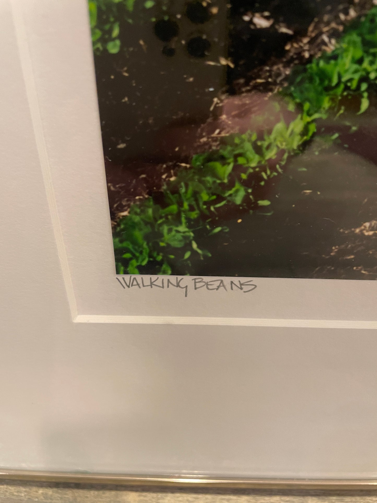 Larry Kanfer "Walking Beans" Photograph (0ND00J)