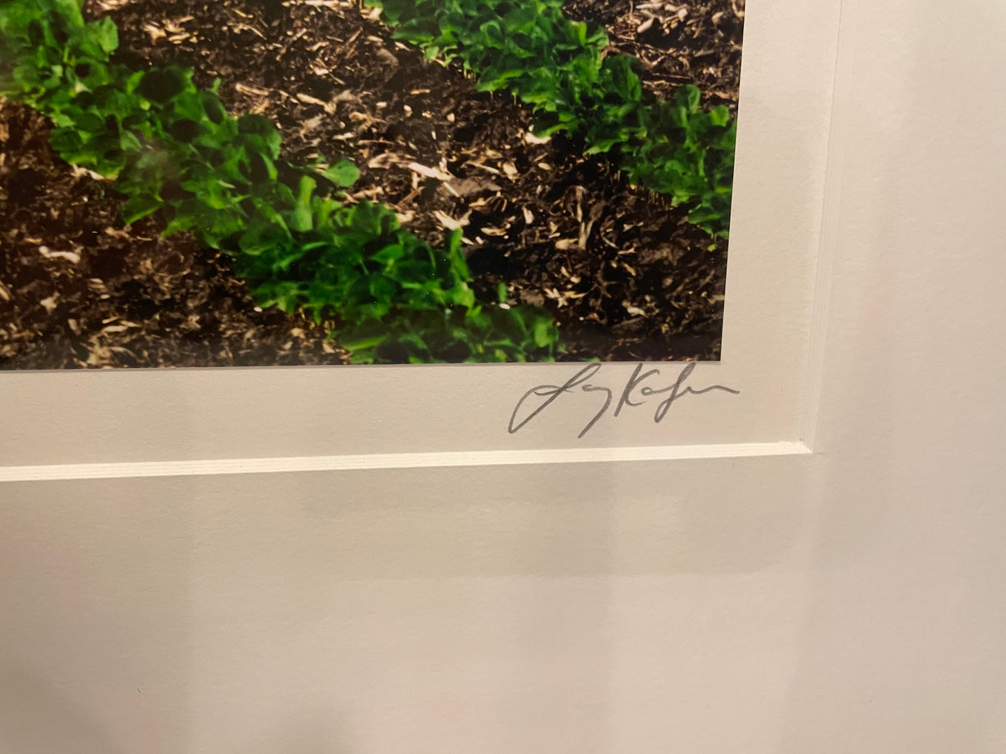Larry Kanfer "Walking Beans" Photograph (0ND00J)