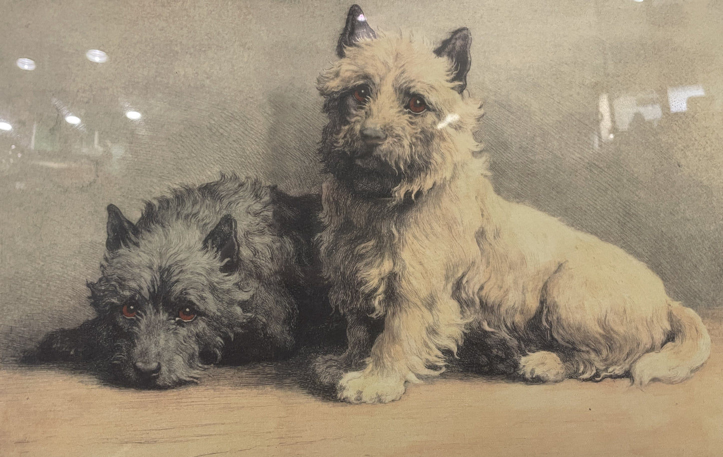 Herbert Dicksee Cairn Terriers Lithograph (0ND003)