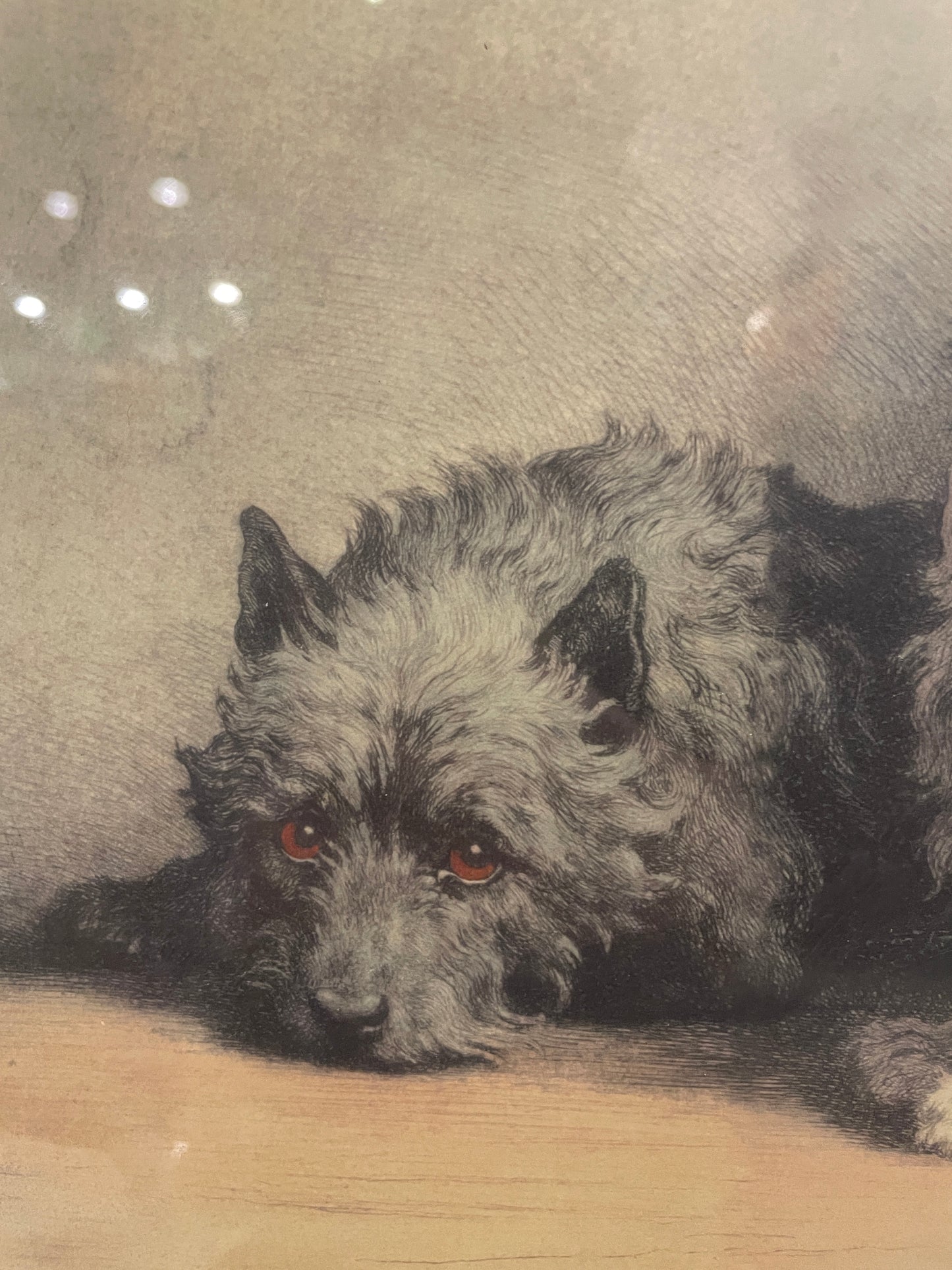 Herbert Dicksee Cairn Terriers Lithograph (0ND003)