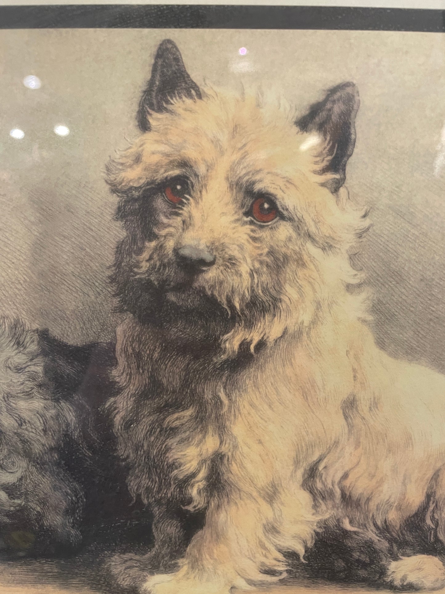 Herbert Dicksee Cairn Terriers Lithograph (0ND003)