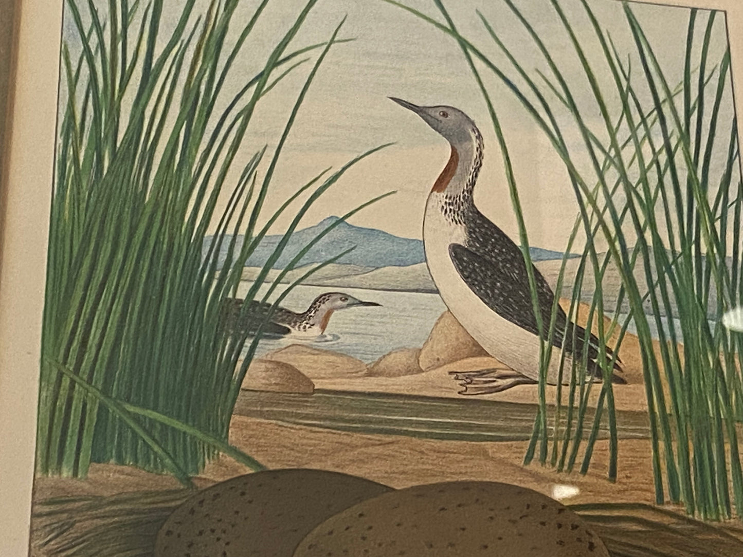 Audubon Octavo Red Diver (17410)