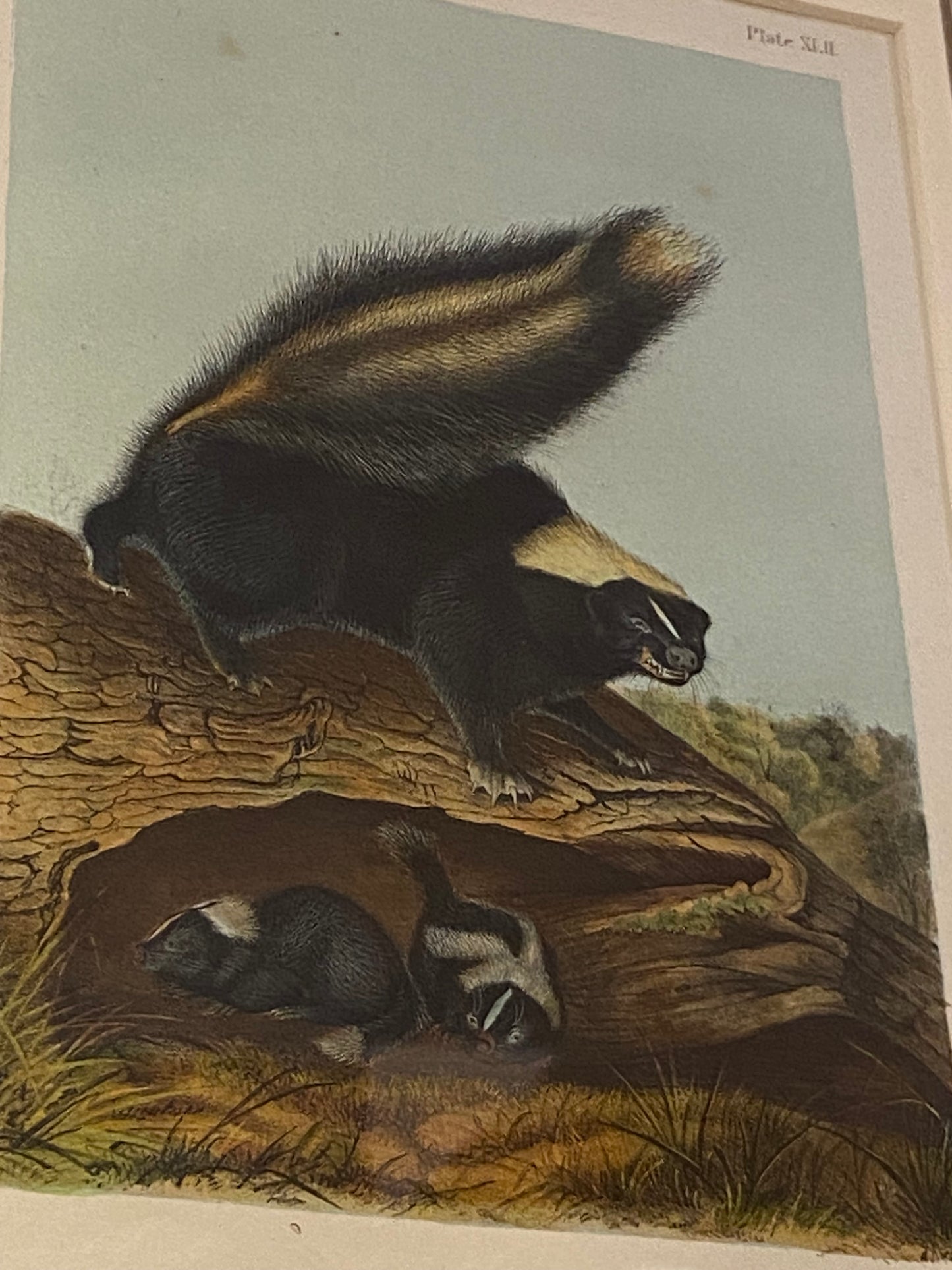 Audubon Octavo Skunk (17409)
