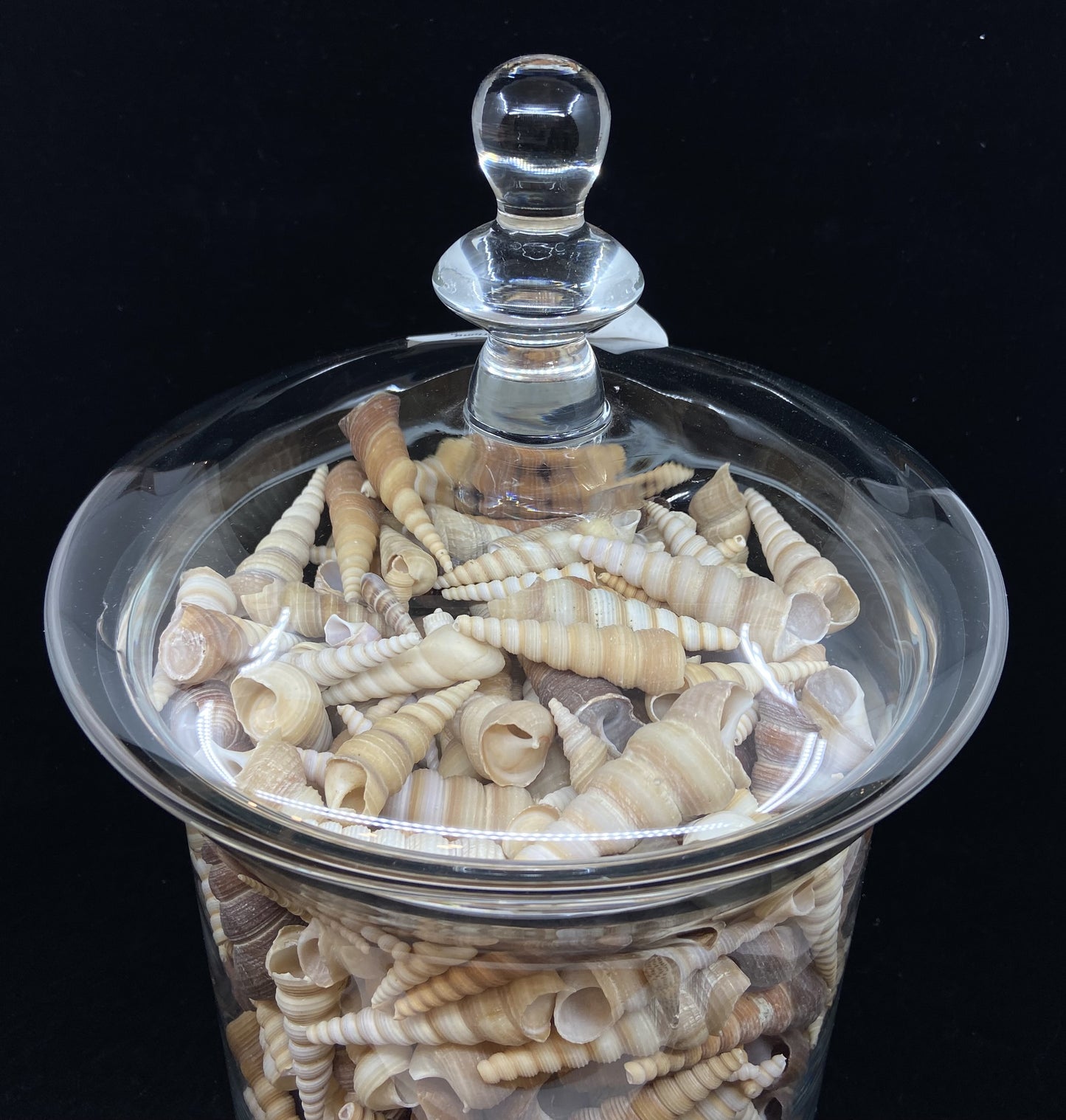 Glass Jar with Turritella Shells (26545)