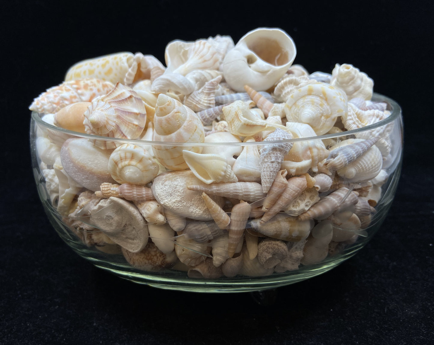 Glass Bowl With Mixed Shells (26546)