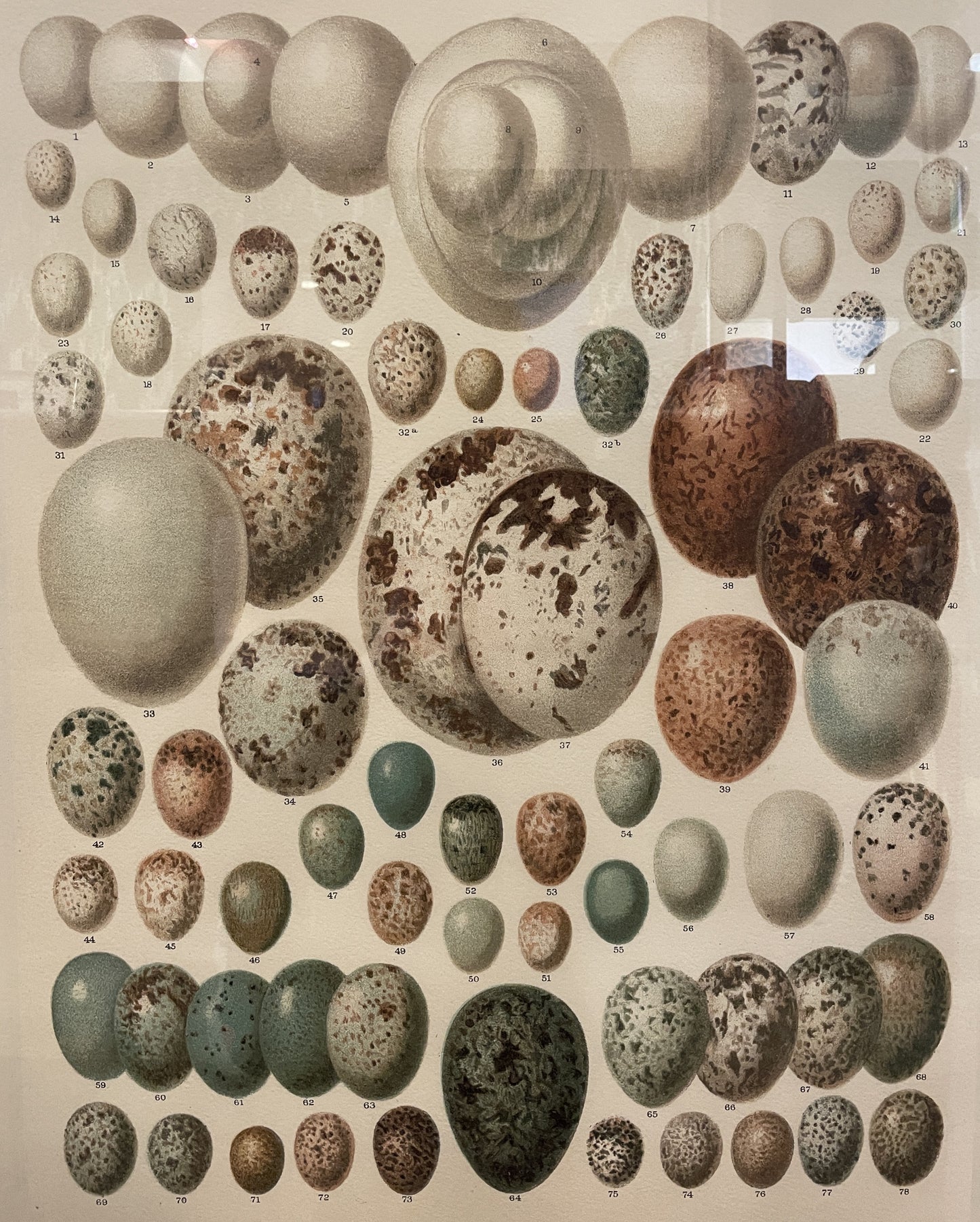 Arhaus Bird's Eggs Print (03T00K)