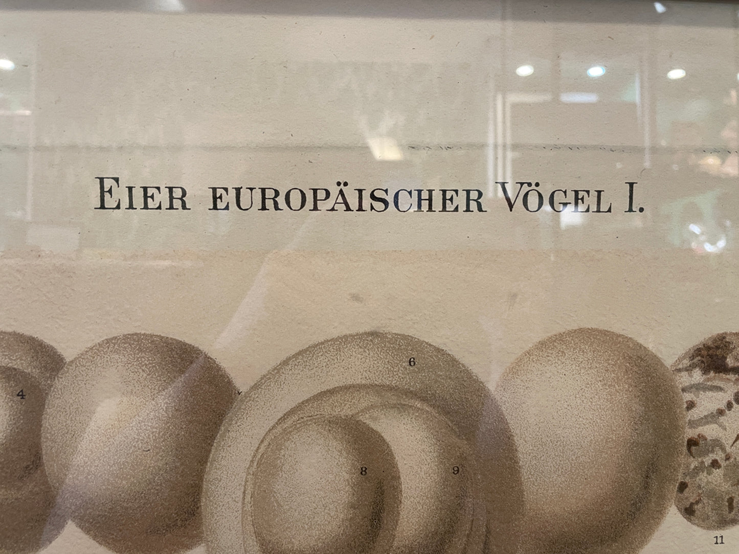 Arhaus Bird's Eggs Print (03T00K)