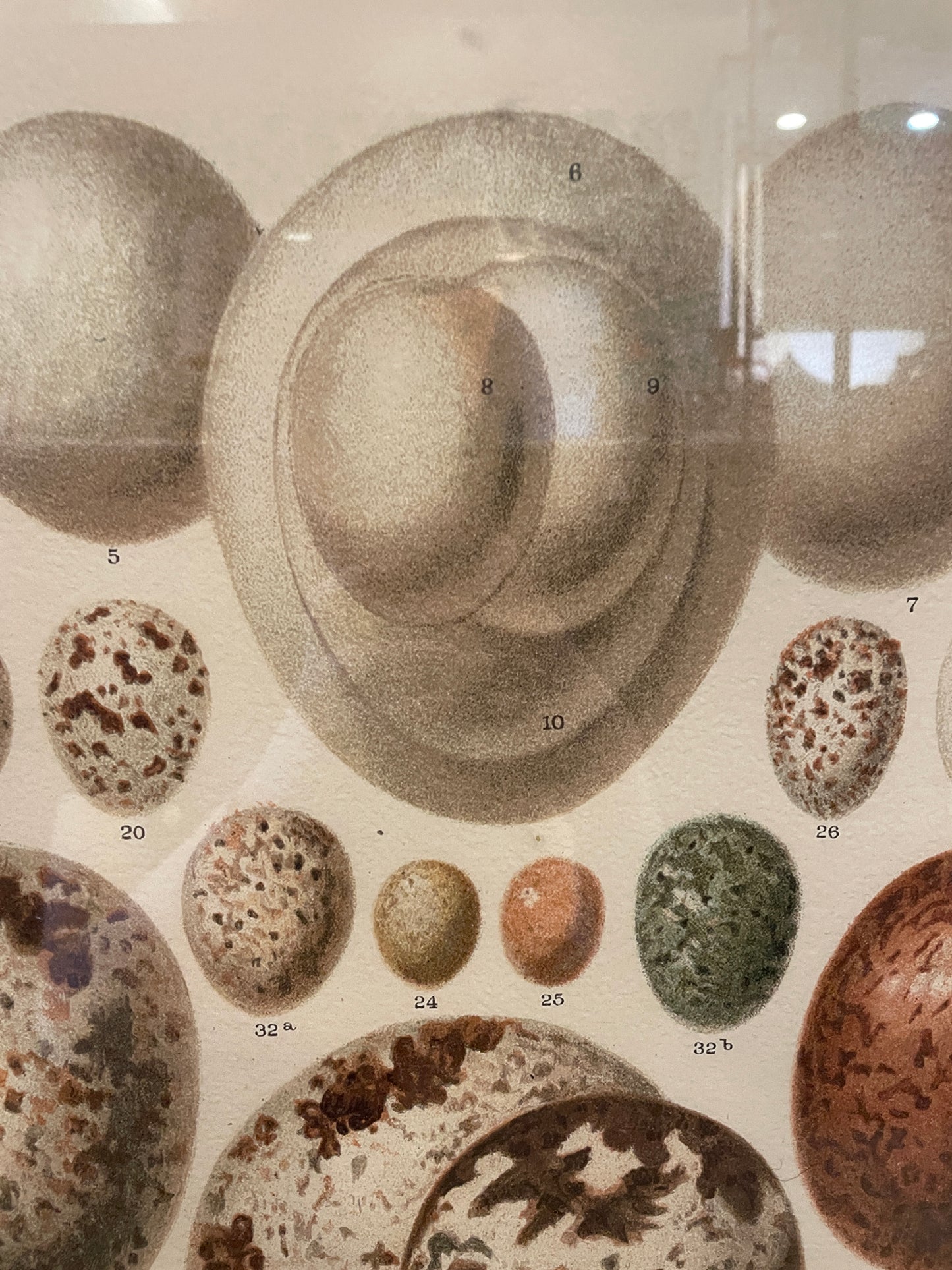 Arhaus Bird's Eggs Print (03T00K)
