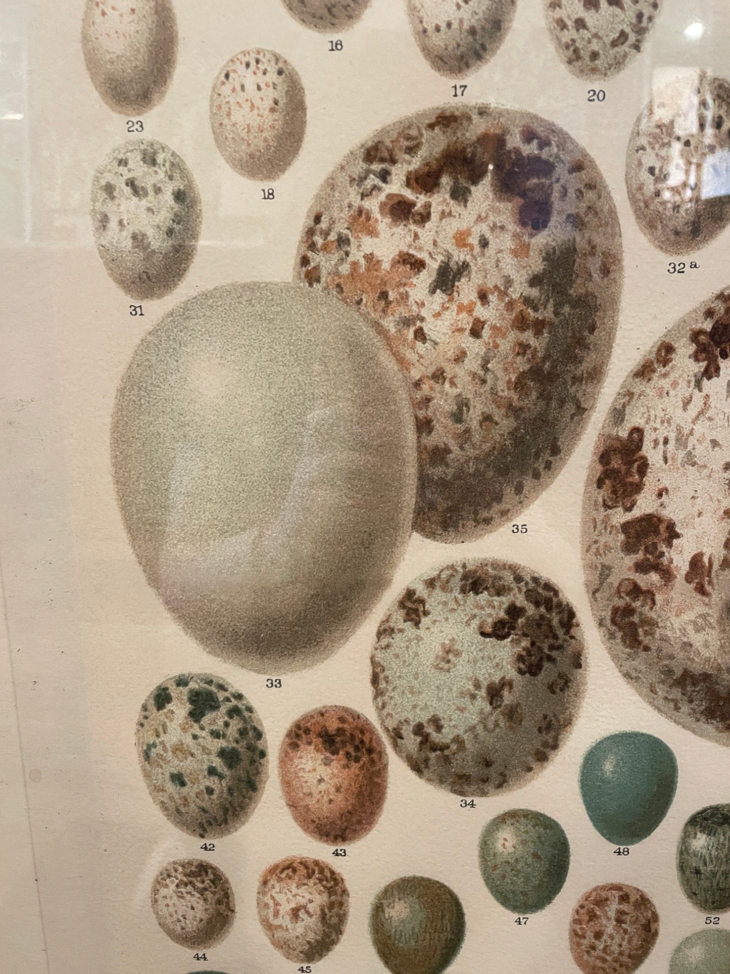 Arhaus Bird's Eggs Print (03T00K)