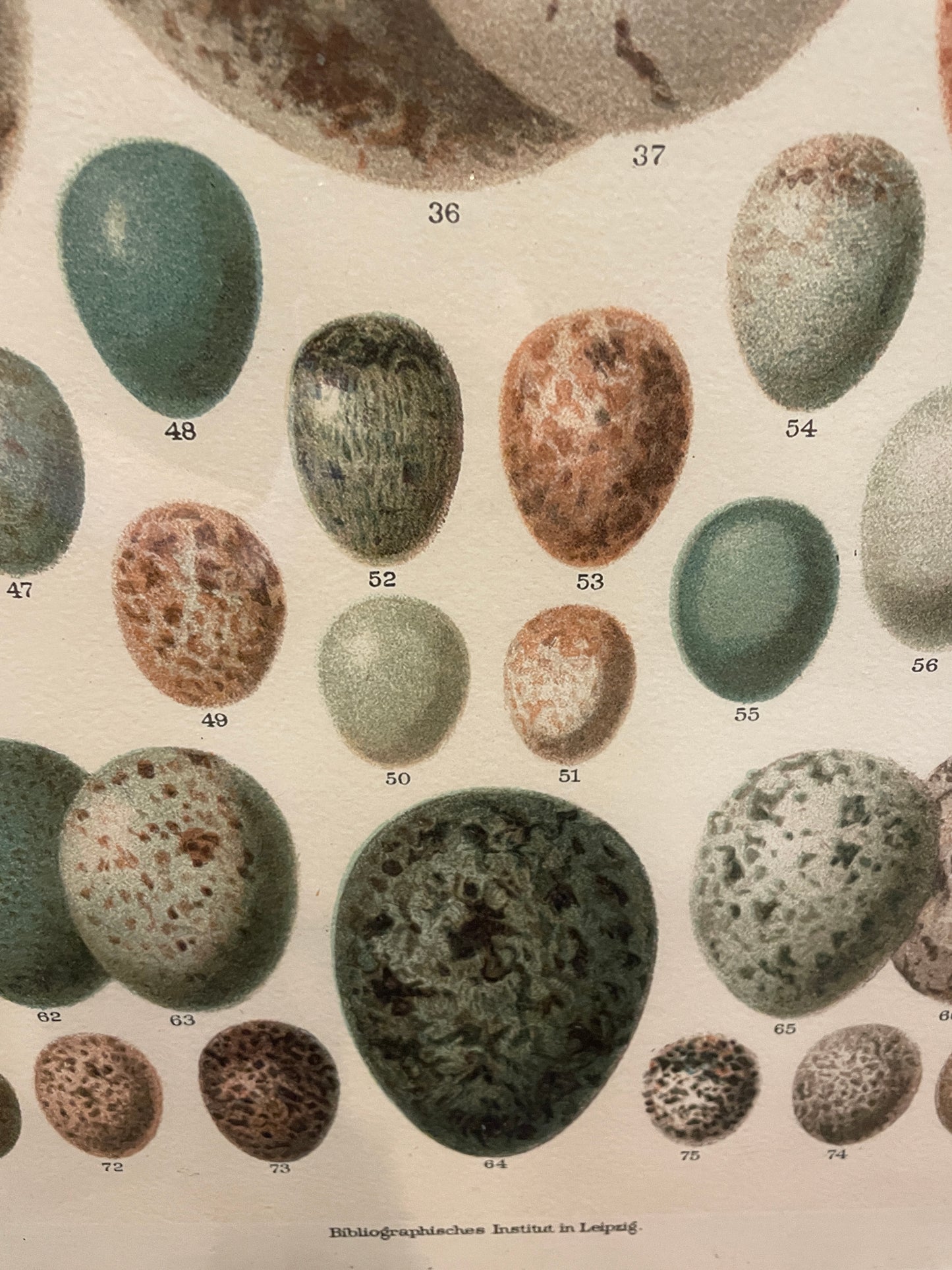 Arhaus Bird's Eggs Print (03T00K)